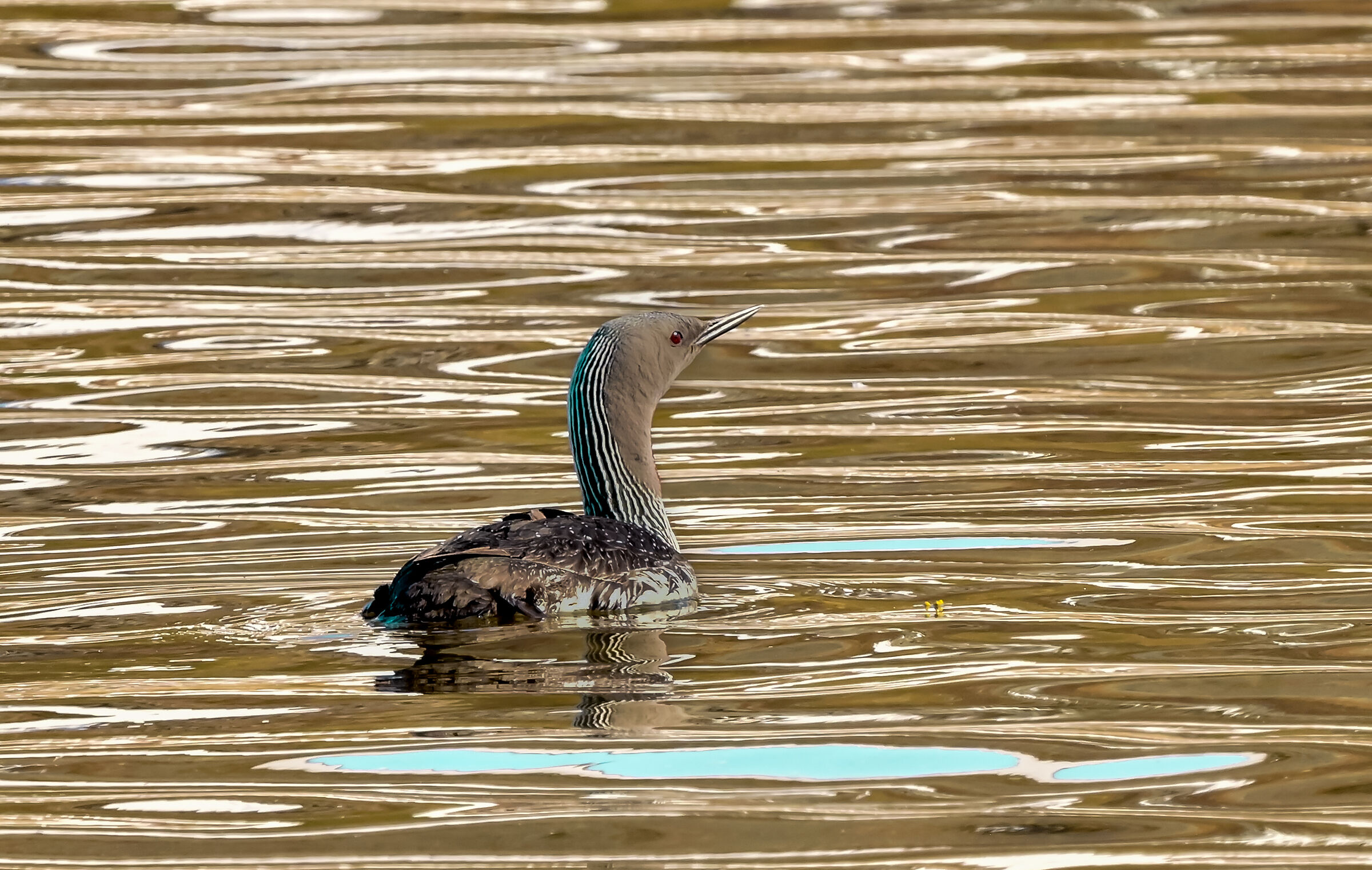 la strolaga "dorata"