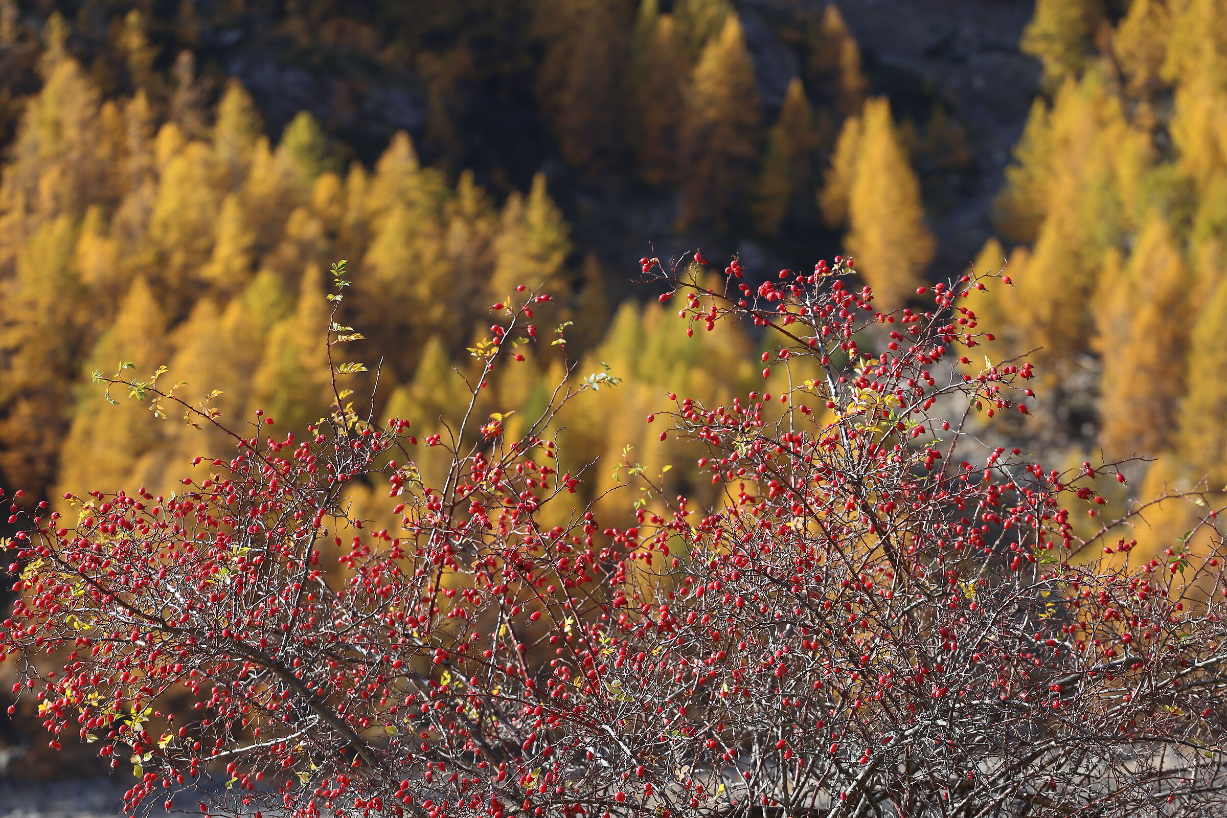 Autunno a Ceresole