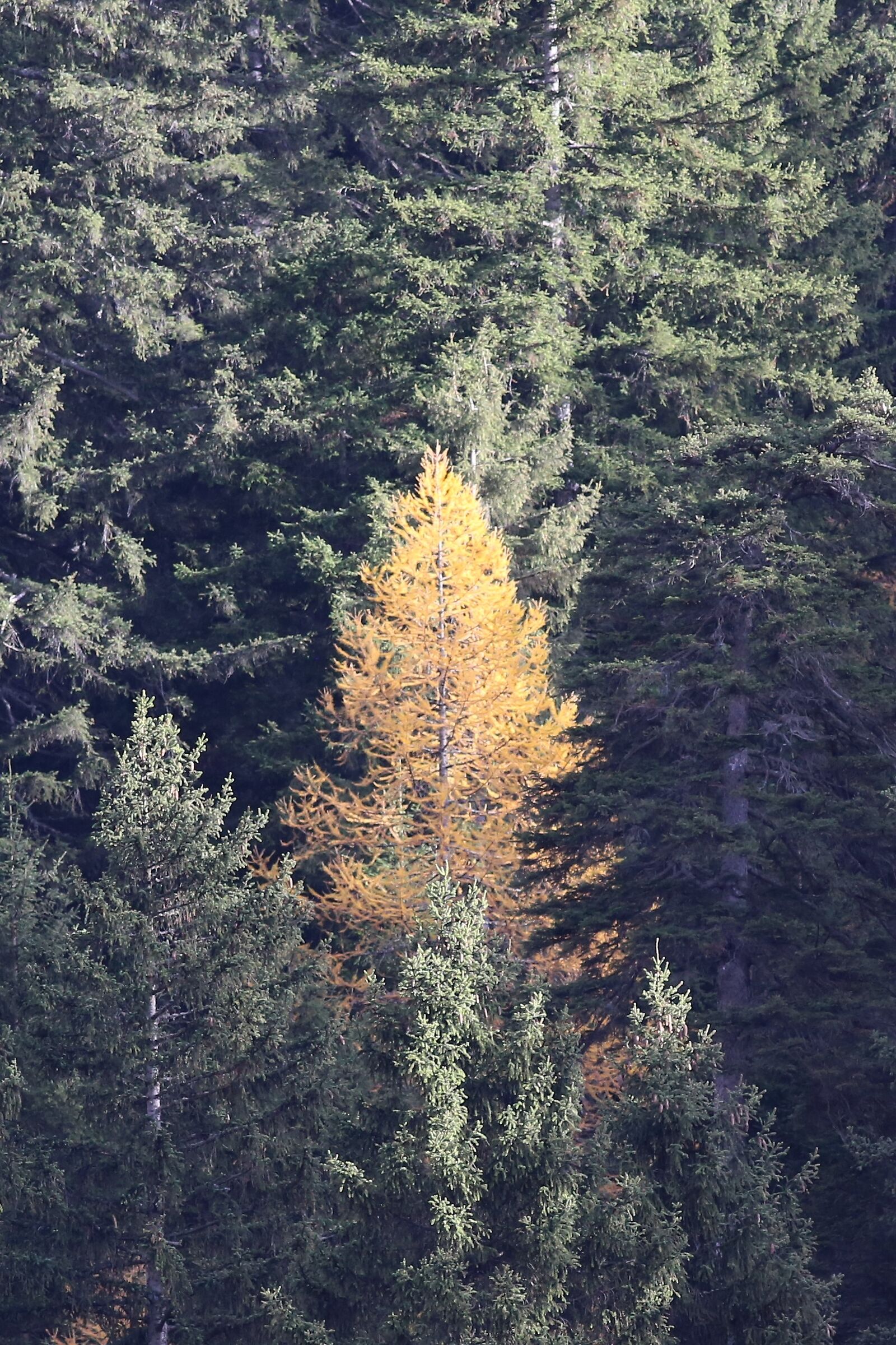 il larice solitario