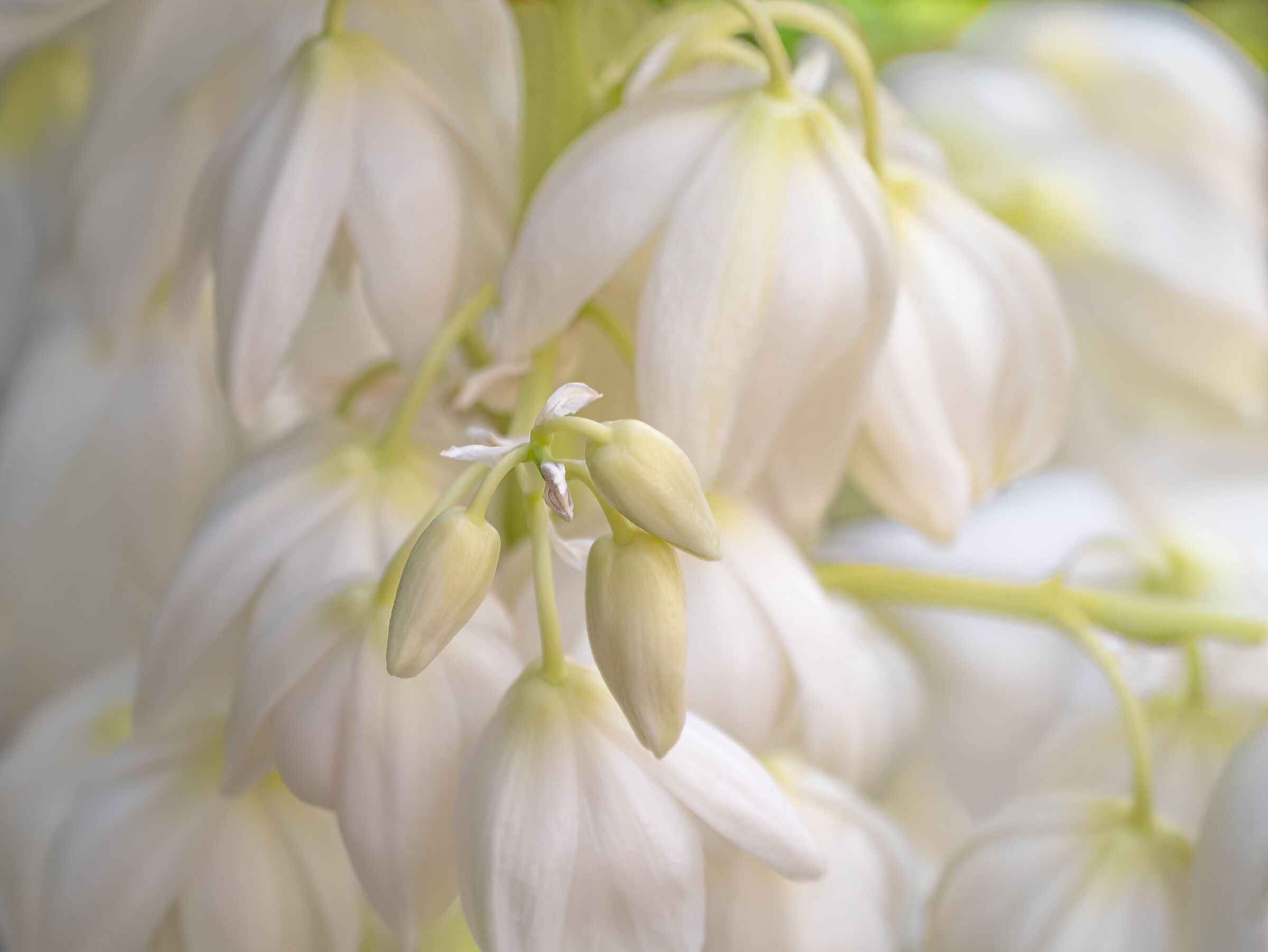 Sfumature delicate...