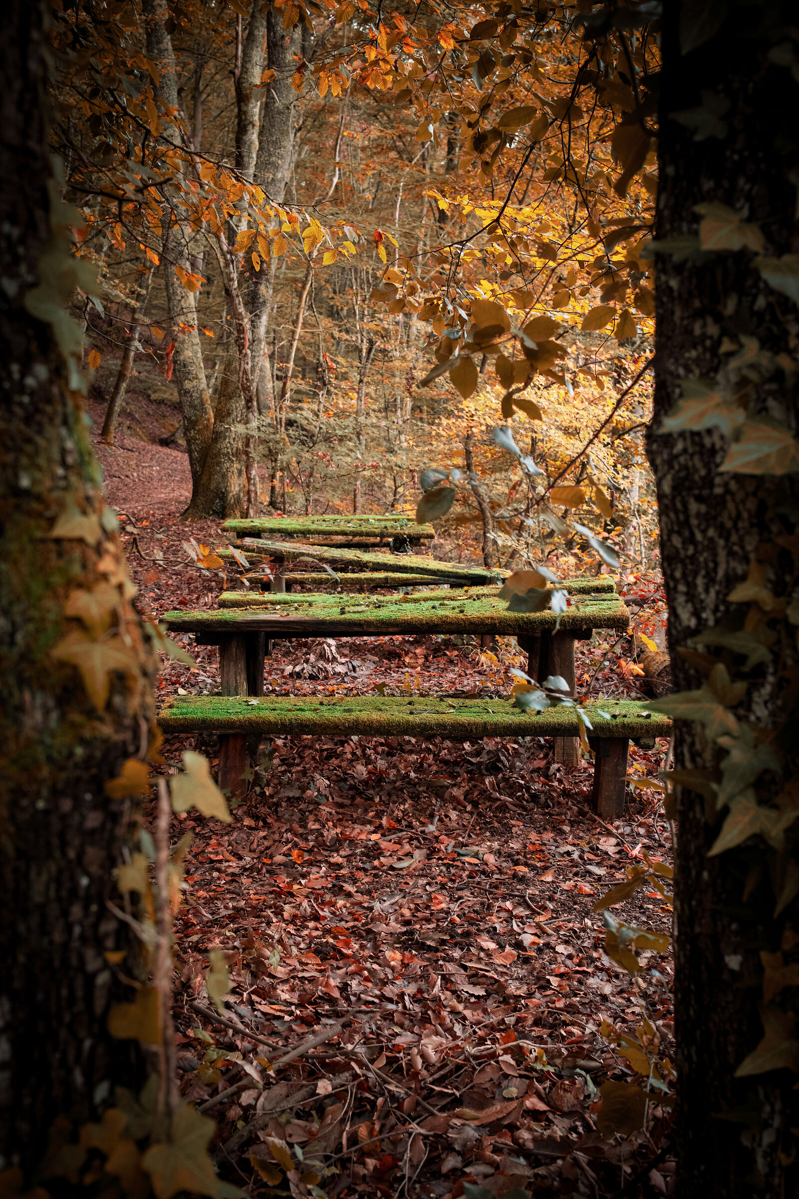 Allumiere beech forest