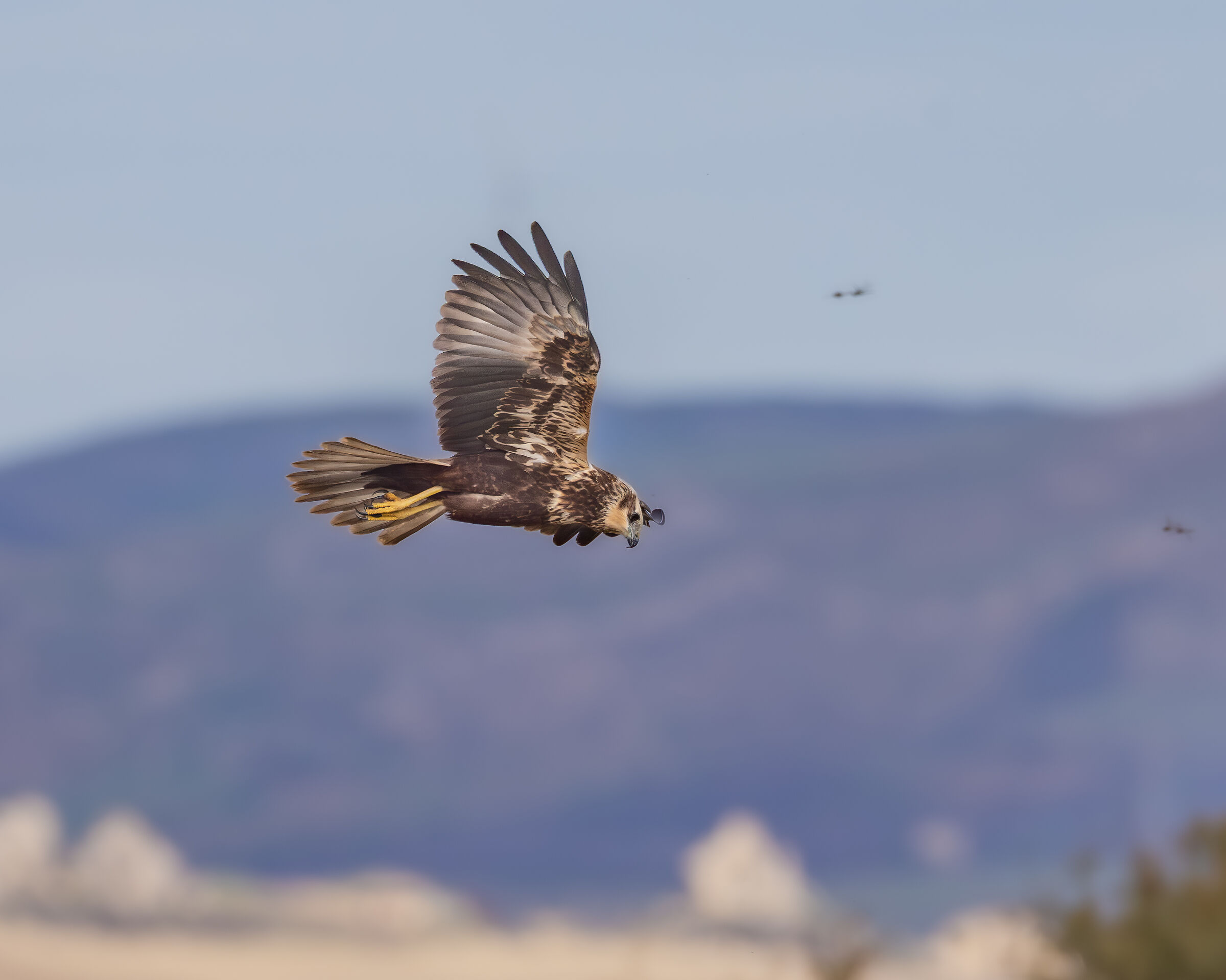 Marsh Harrier