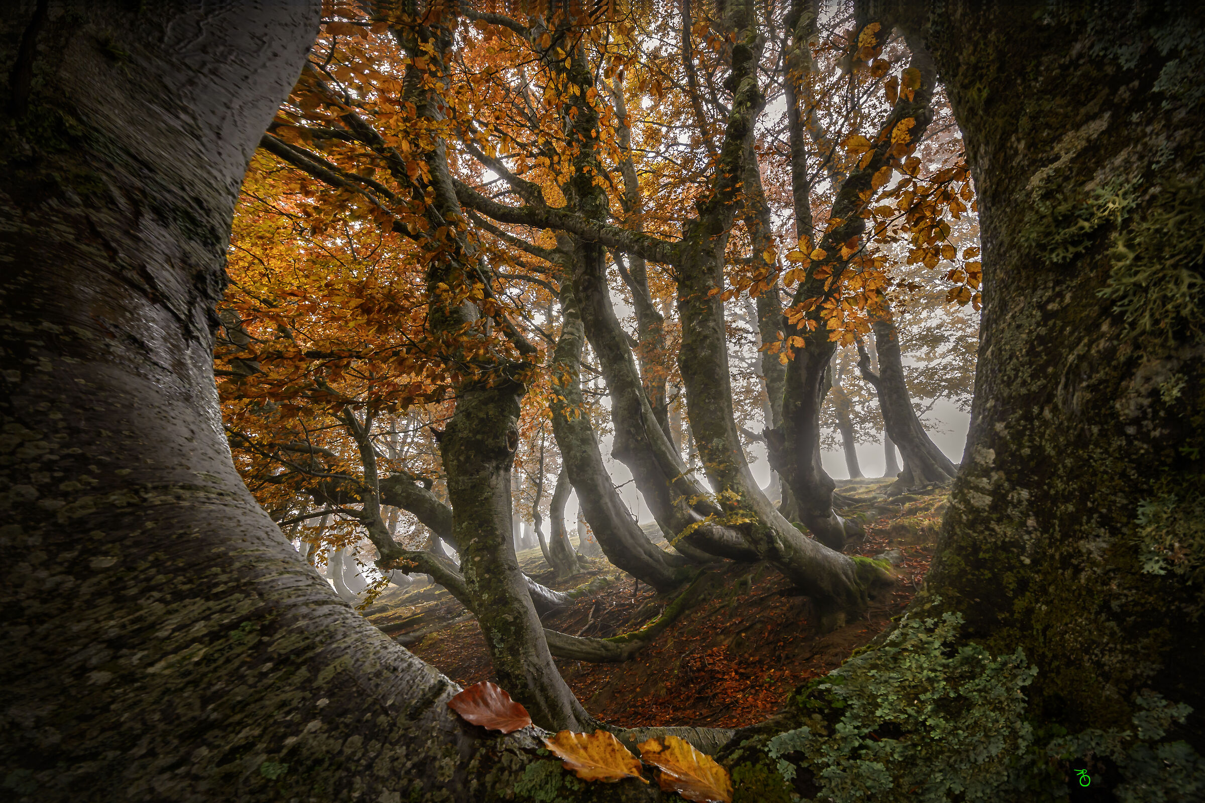 Bosco dei faggi torti