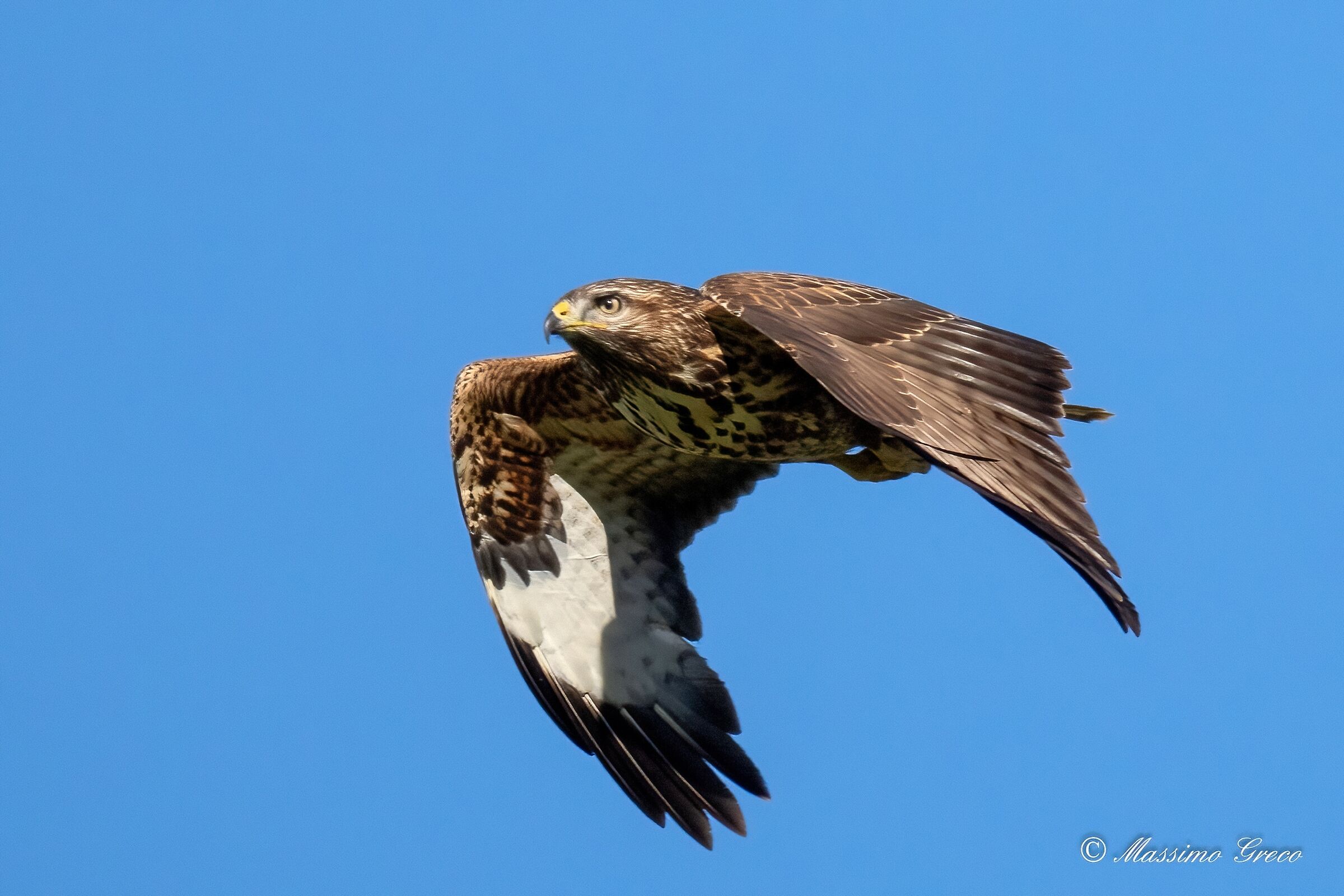 Poiana (Buteo buteo)