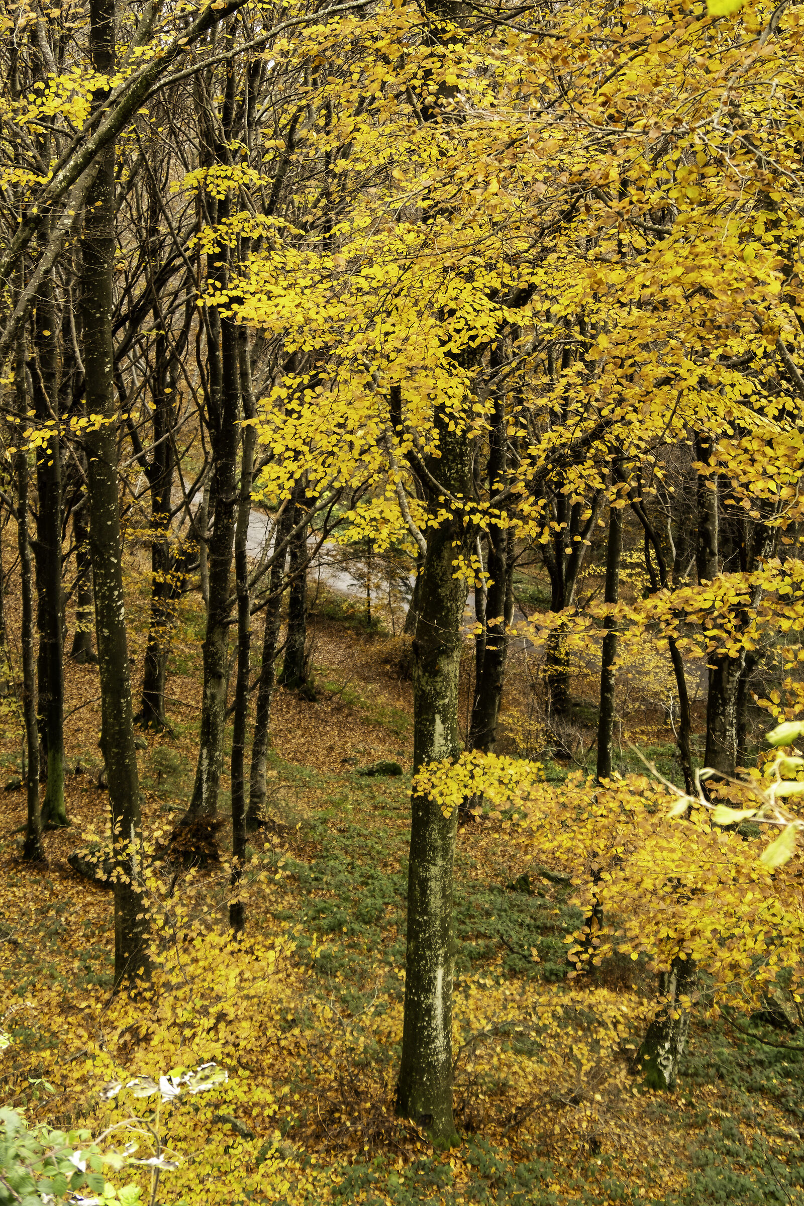 yellow