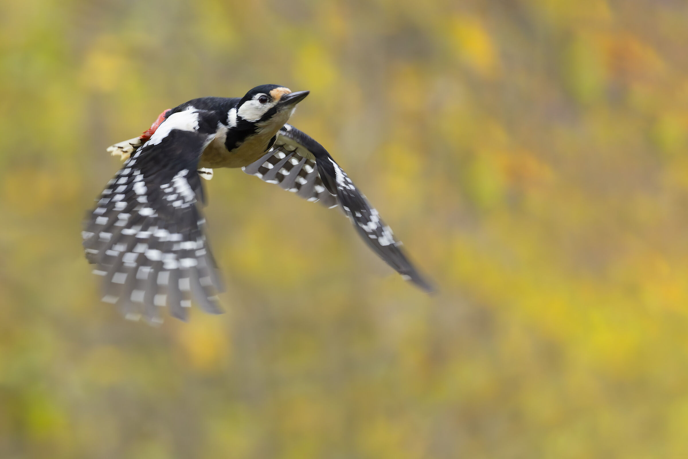 Great Spotted Woodpecker