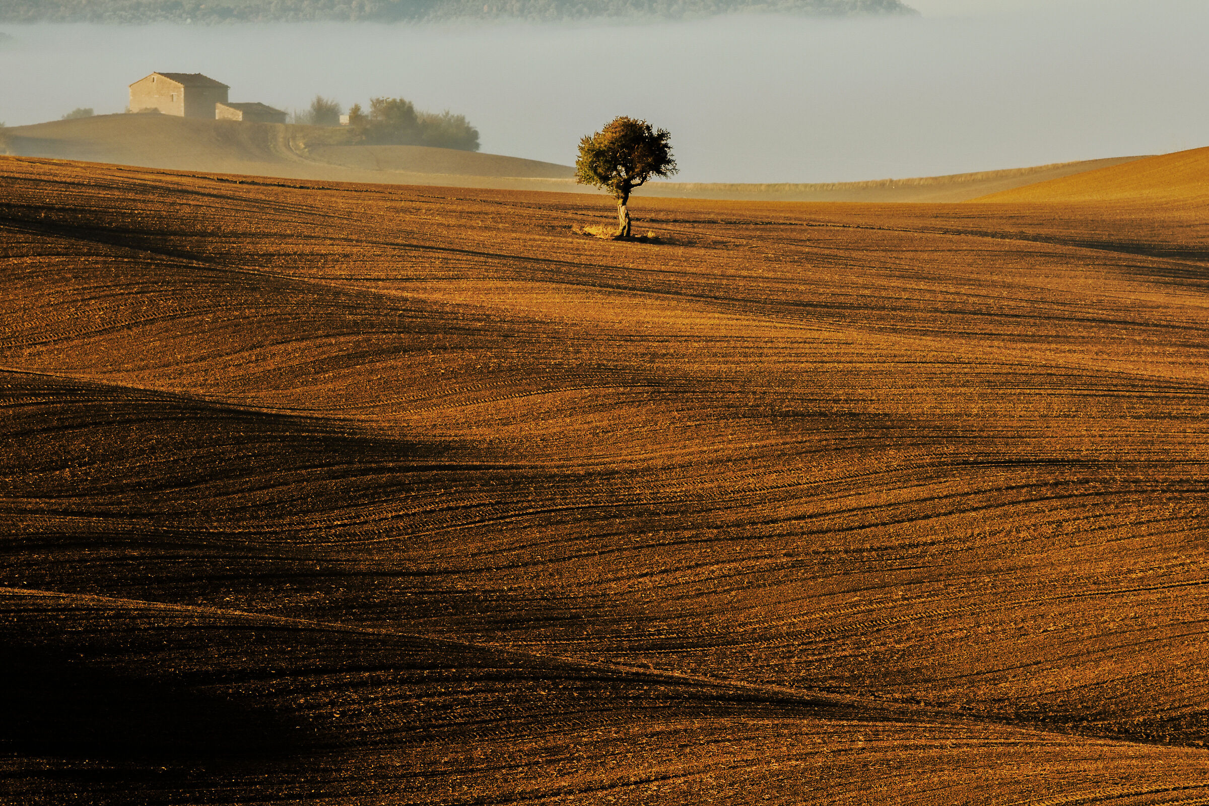 the solitary tree.