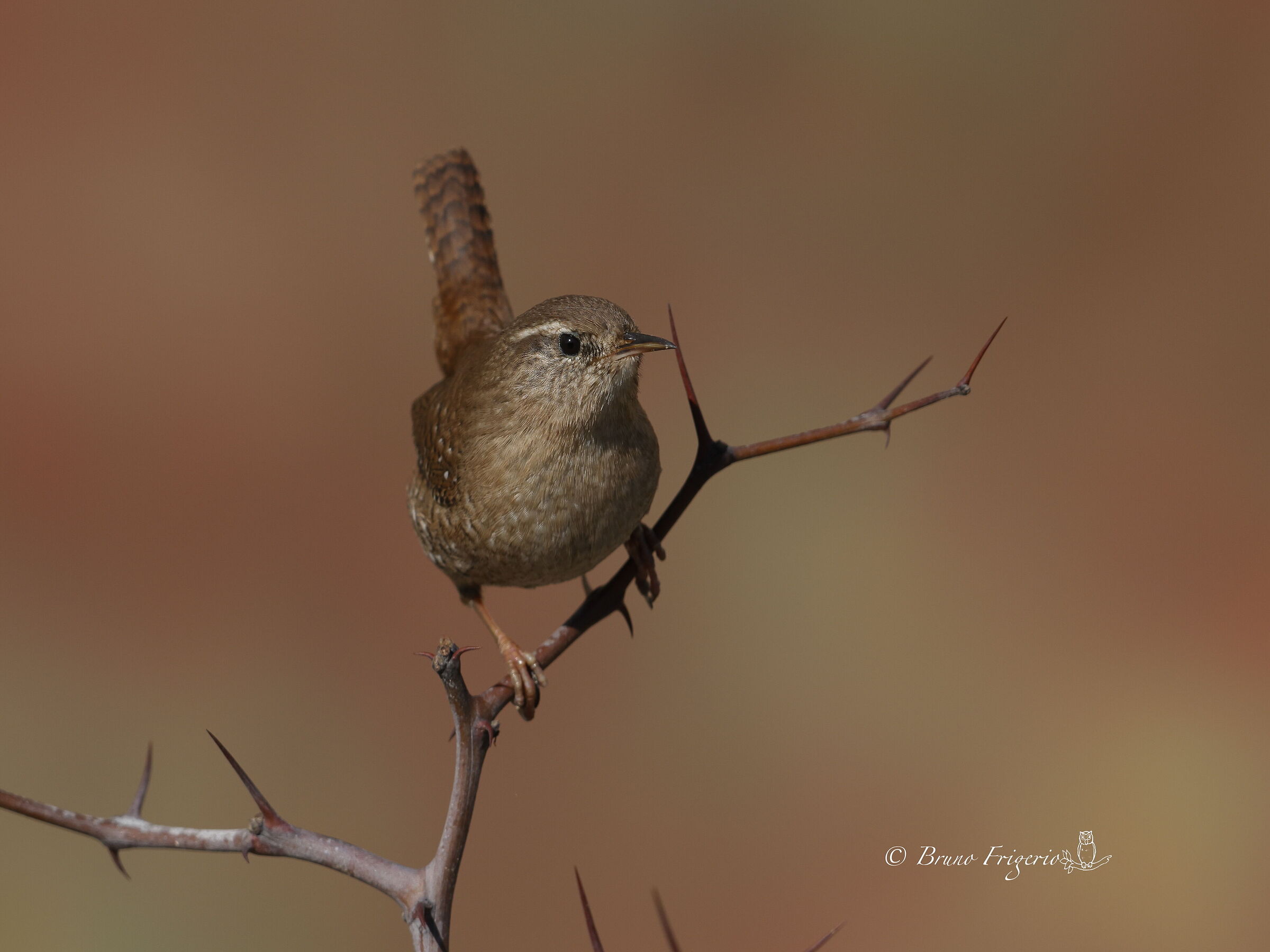 wren