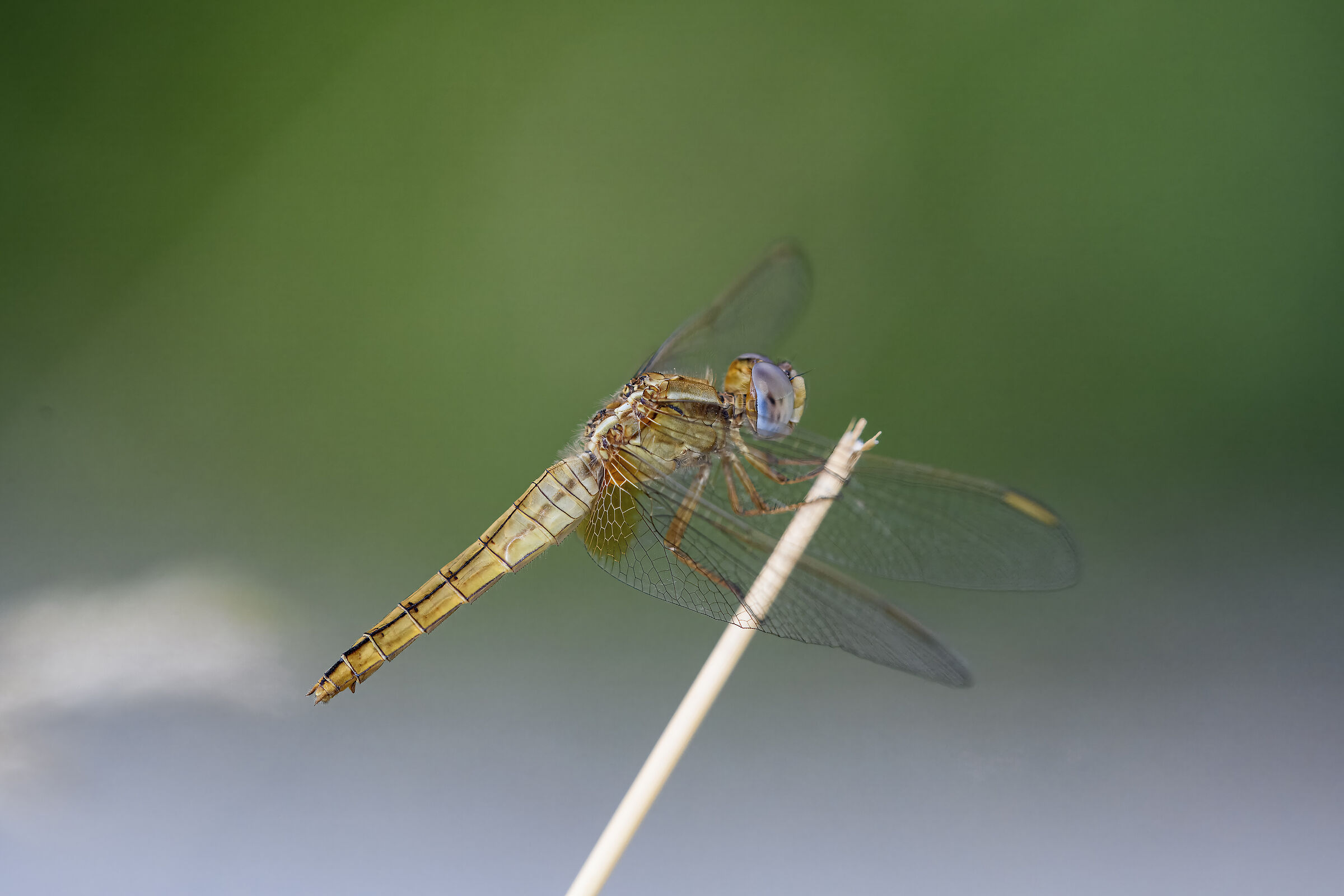 Crocothemis erythraea