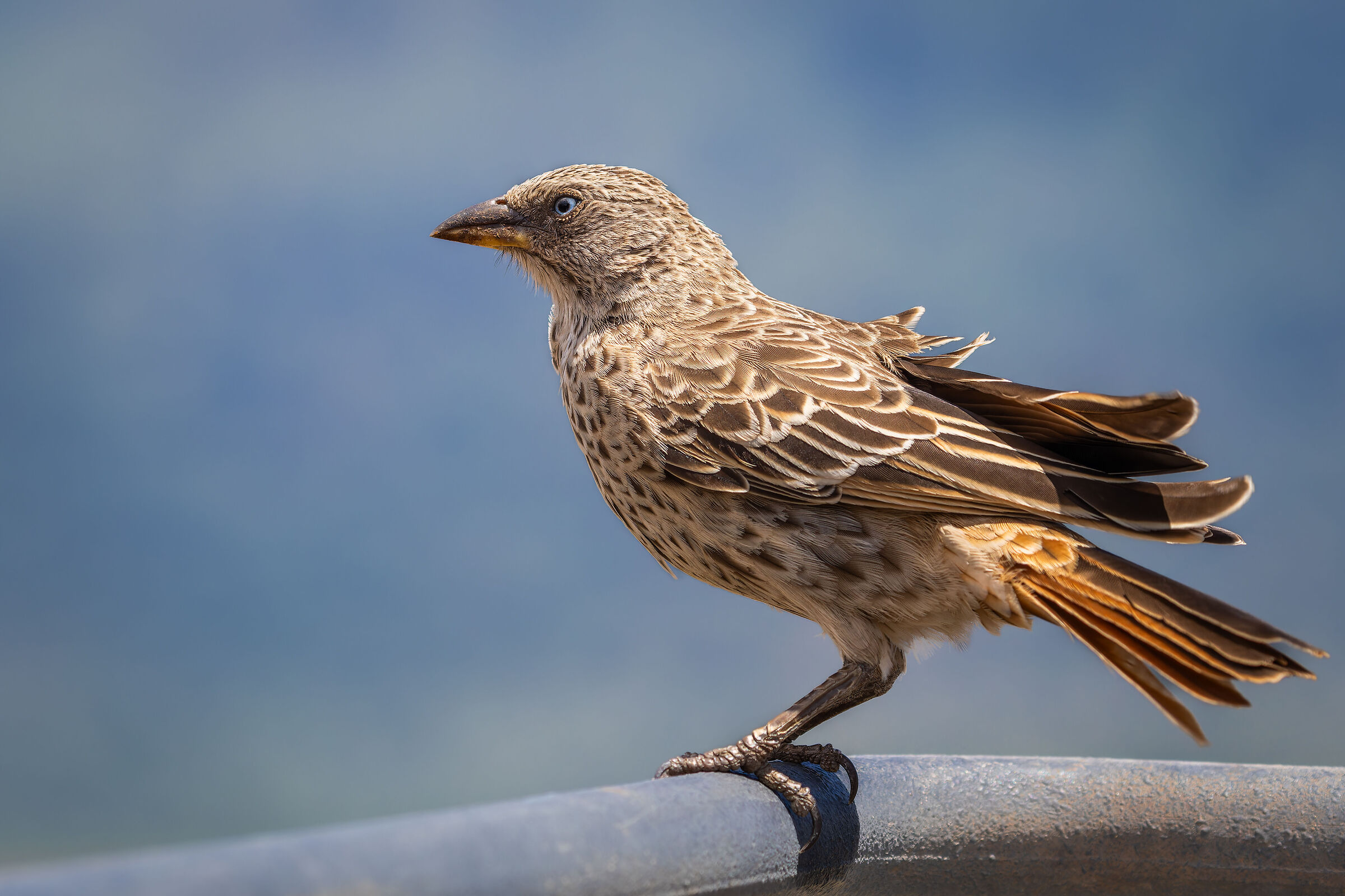 Tessitore dalla coda rossiccia (Histurgops ruficauda)