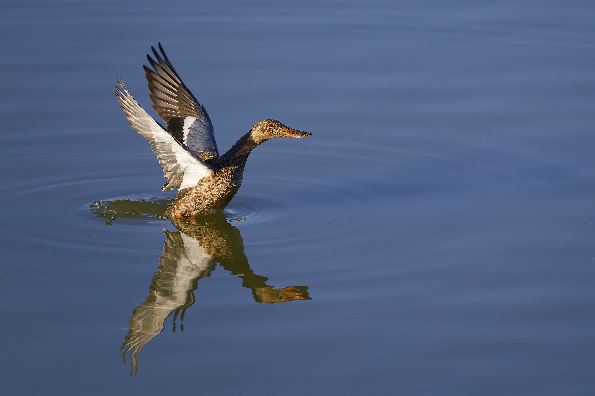 First photos with the new R5ii...