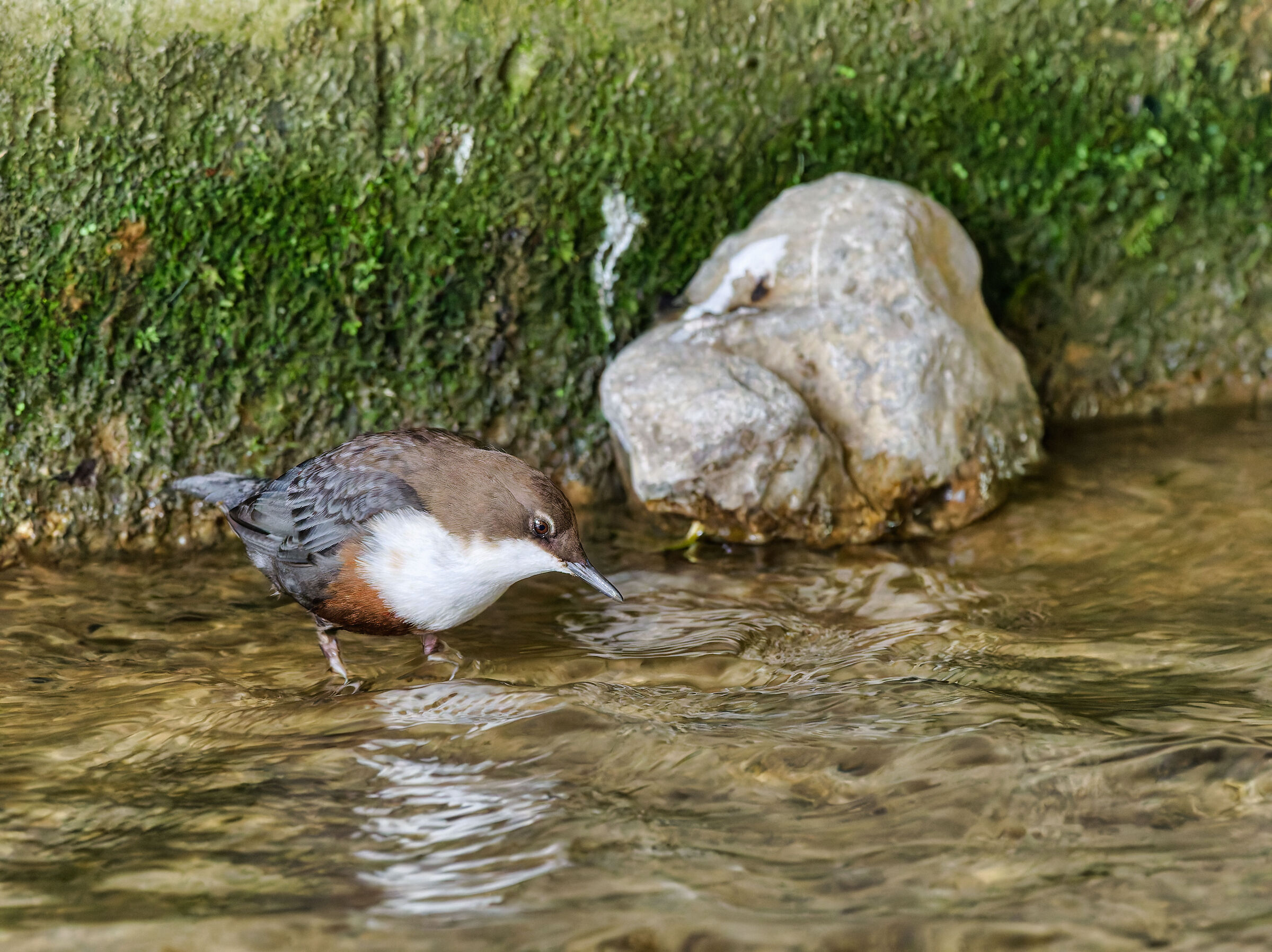 White-throated dipper
