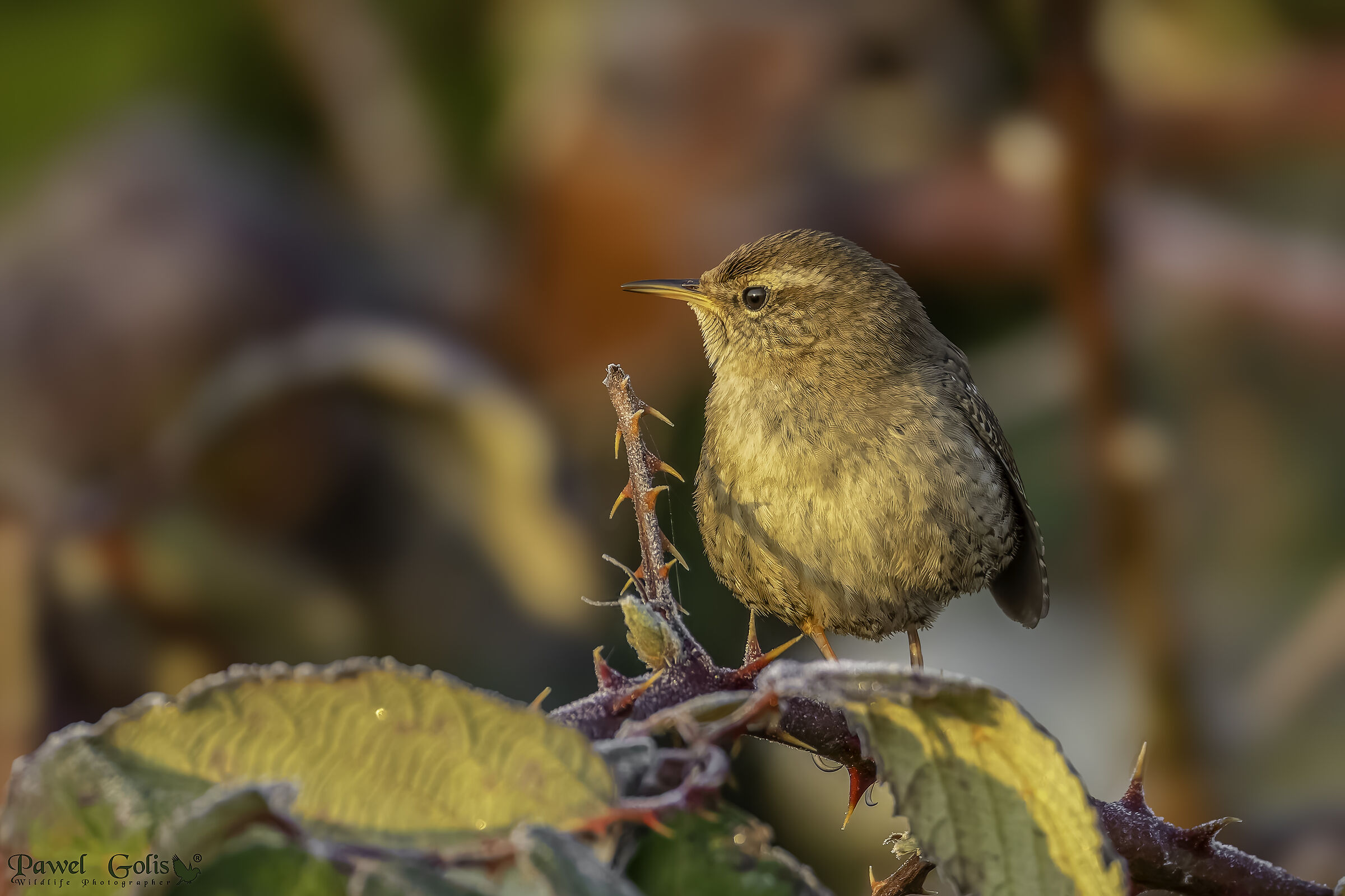 Scricciolo eurasiatico ( Troglodytes troglodytes)