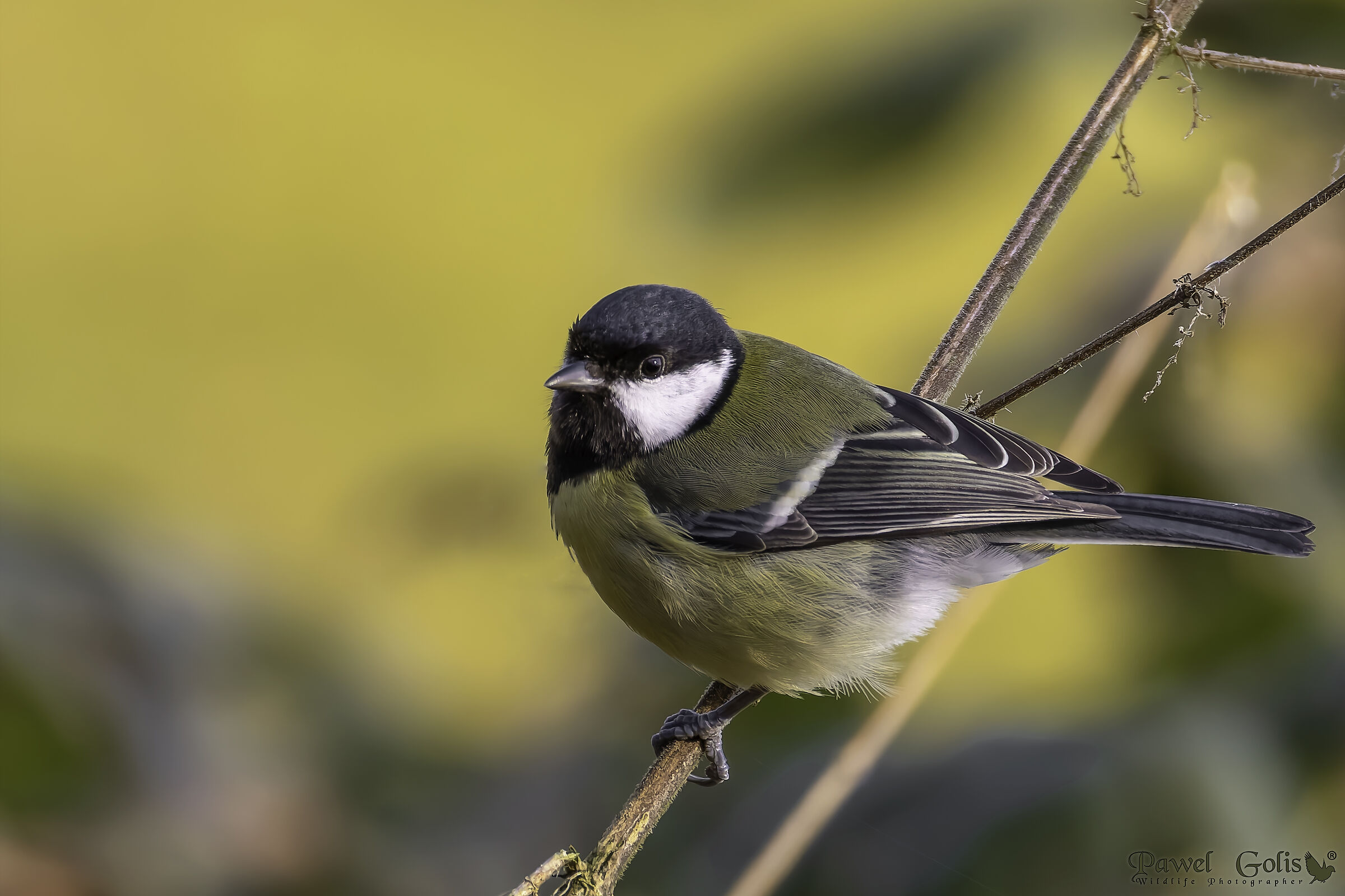 La cinciallegra (Parus major)