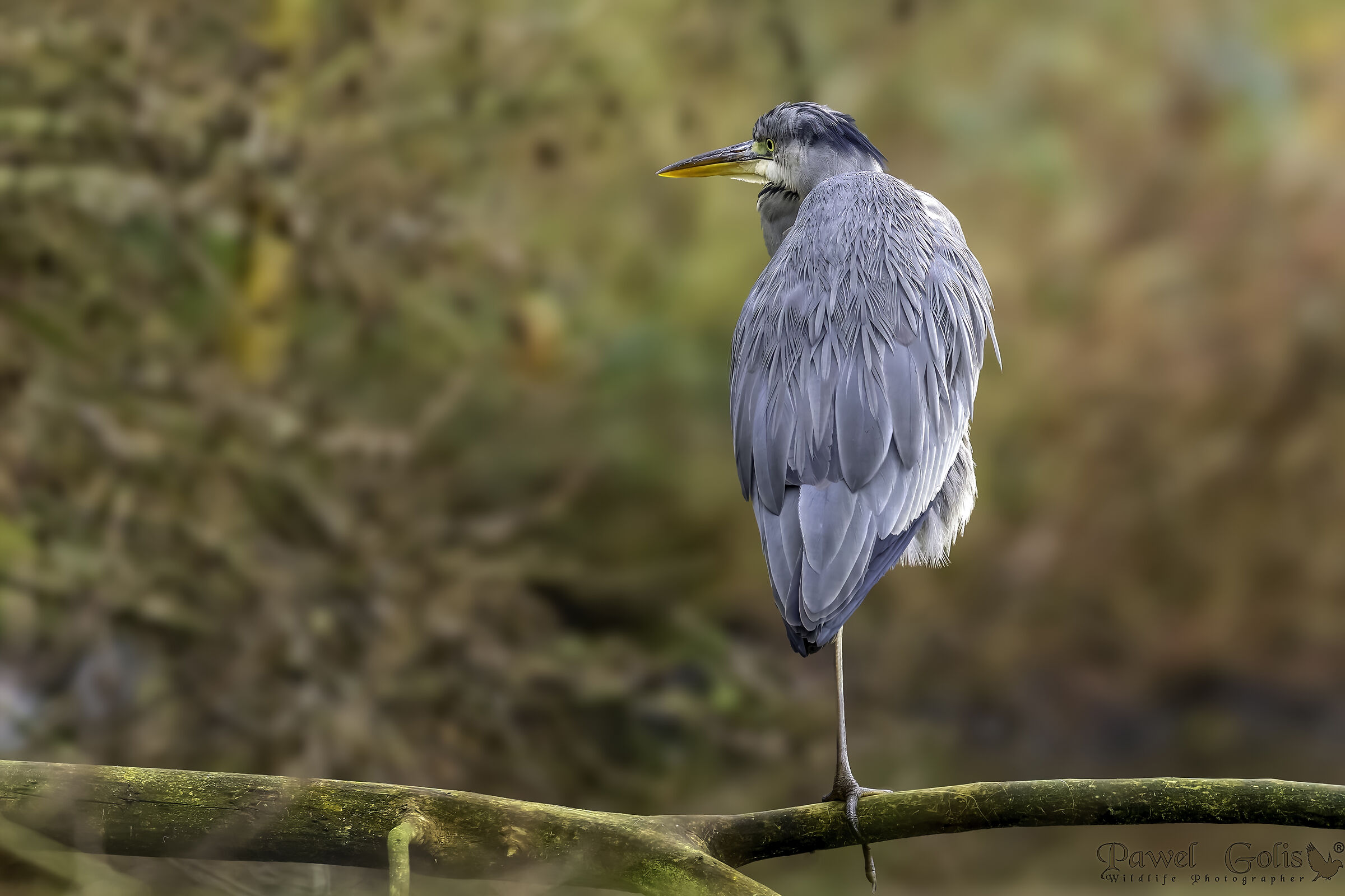 Airone cenerino (Ardea cinerea)