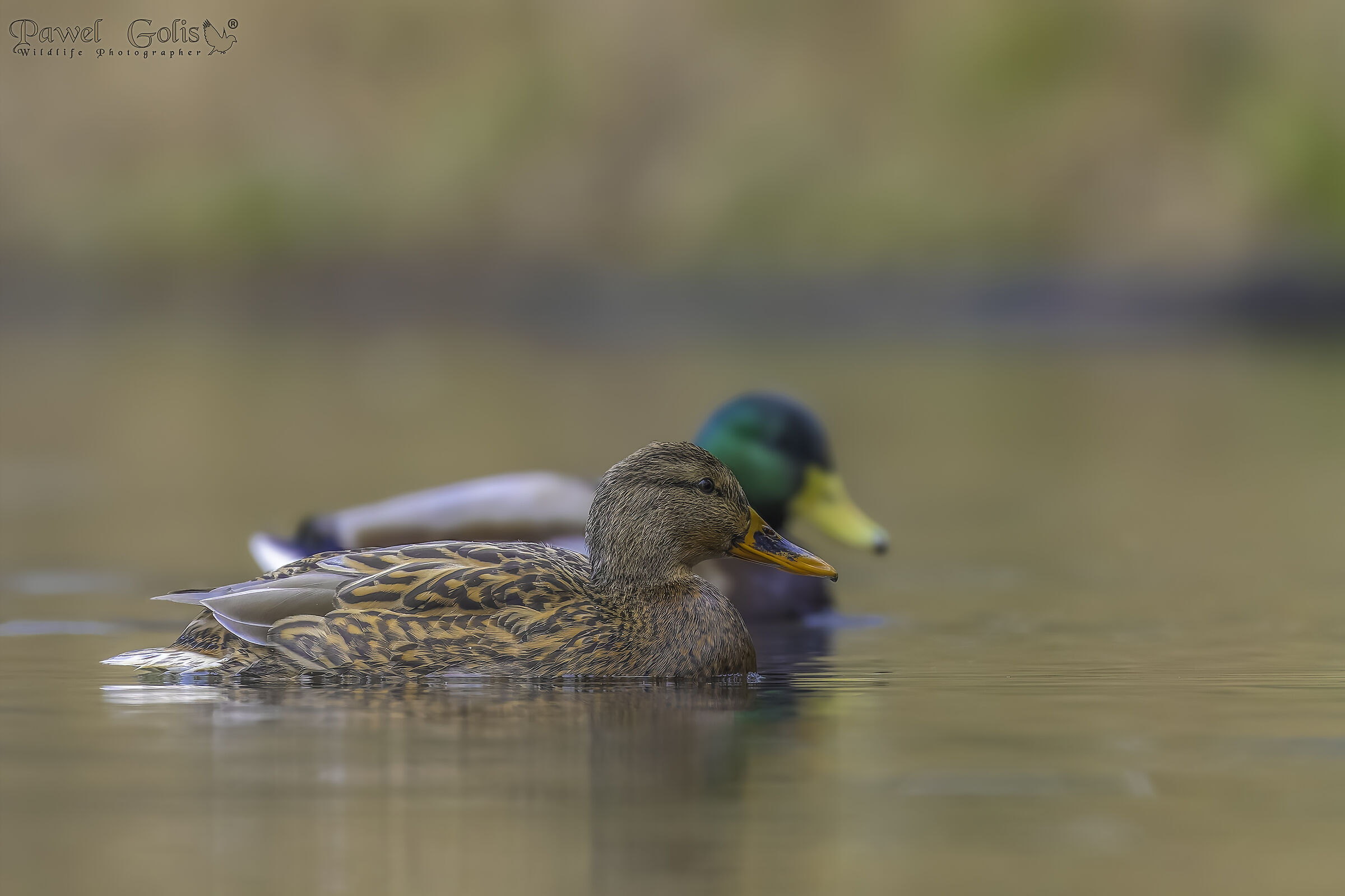 Germano reale (Anas platyrhynchos)
