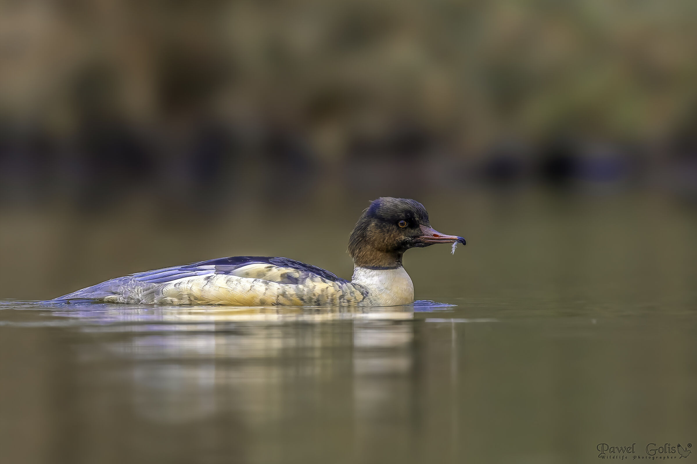 Mergus merganser (Smergo comune)
