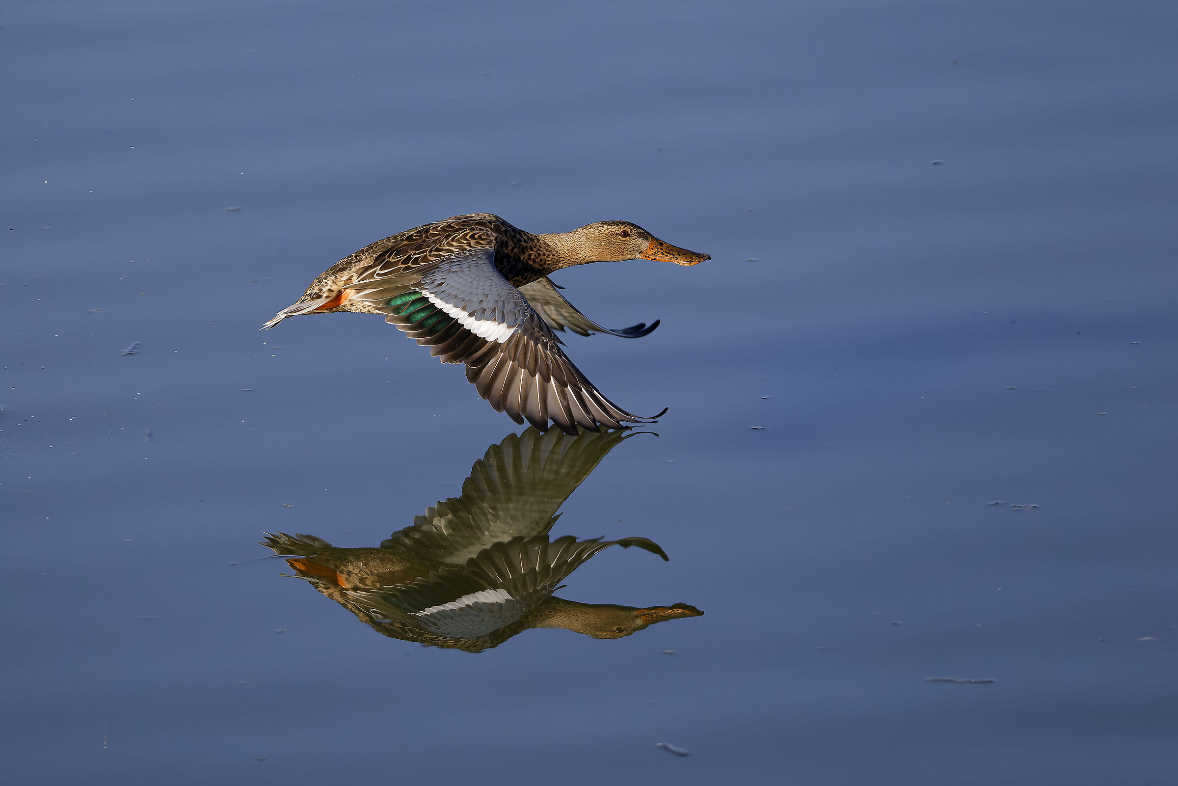 First photos with the new R5ii...