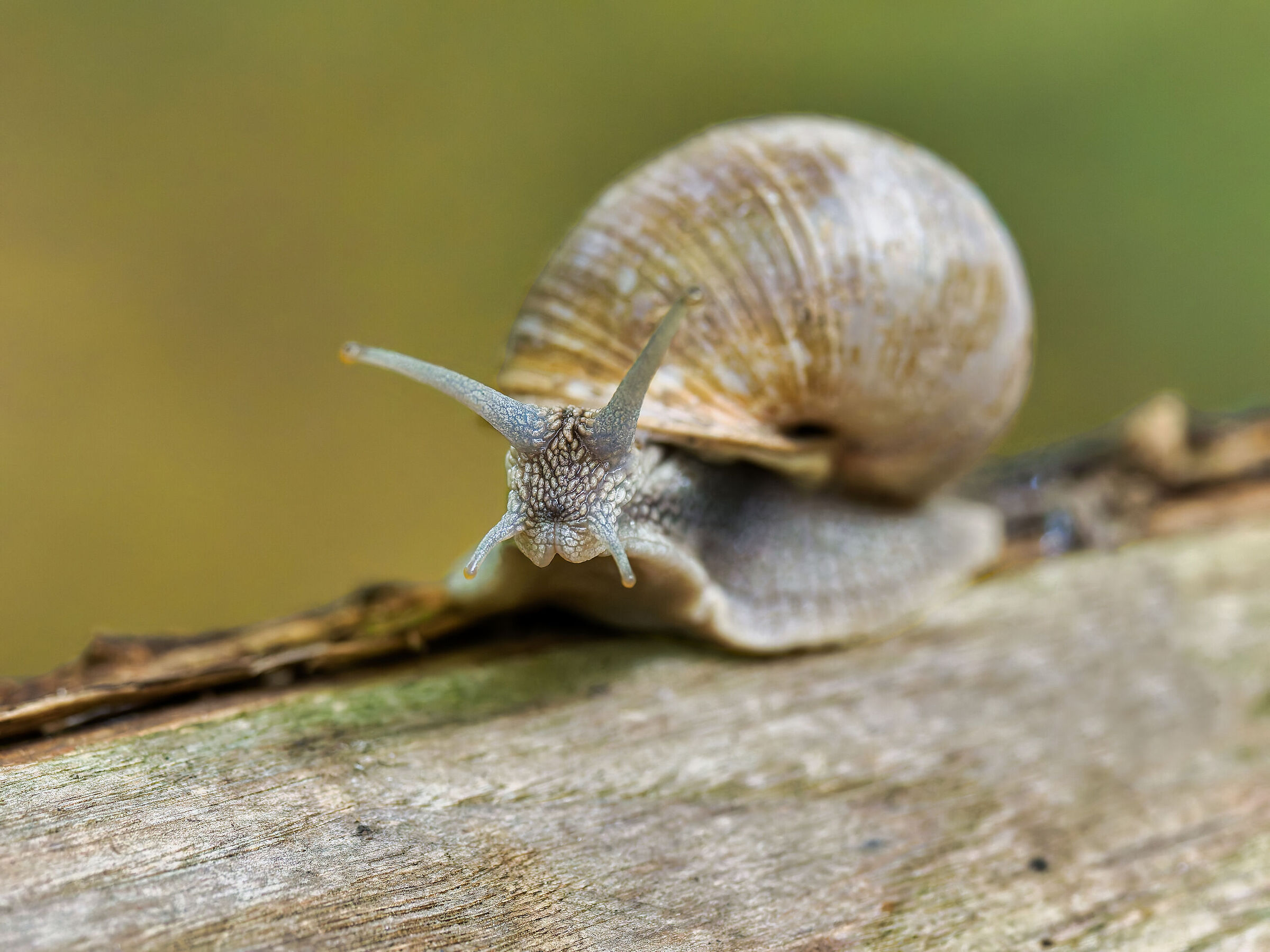 Snail