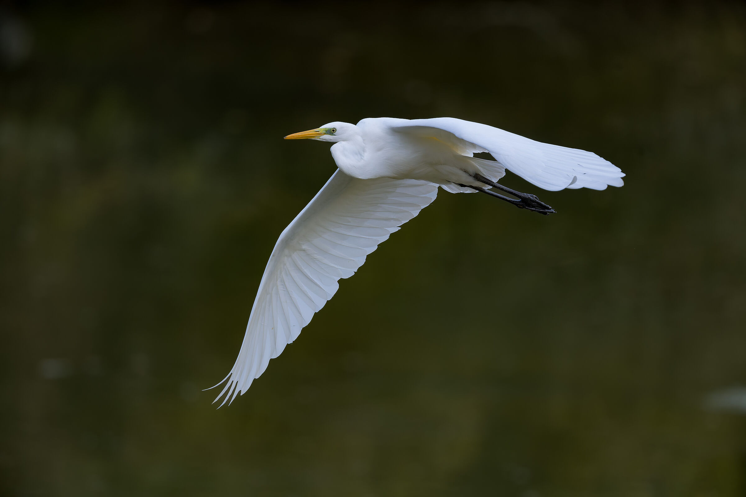 Great White Heron