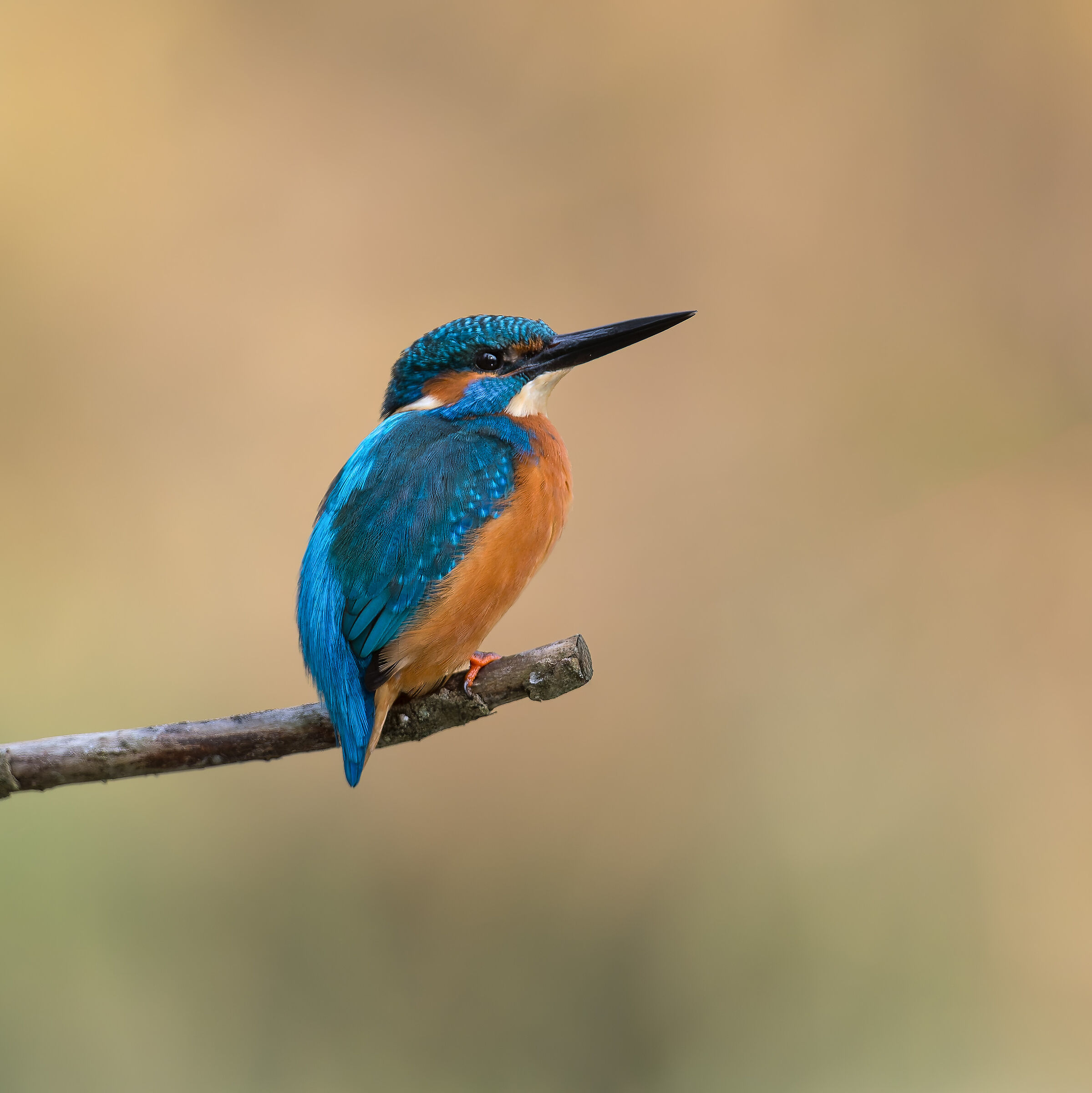 Kingfisher