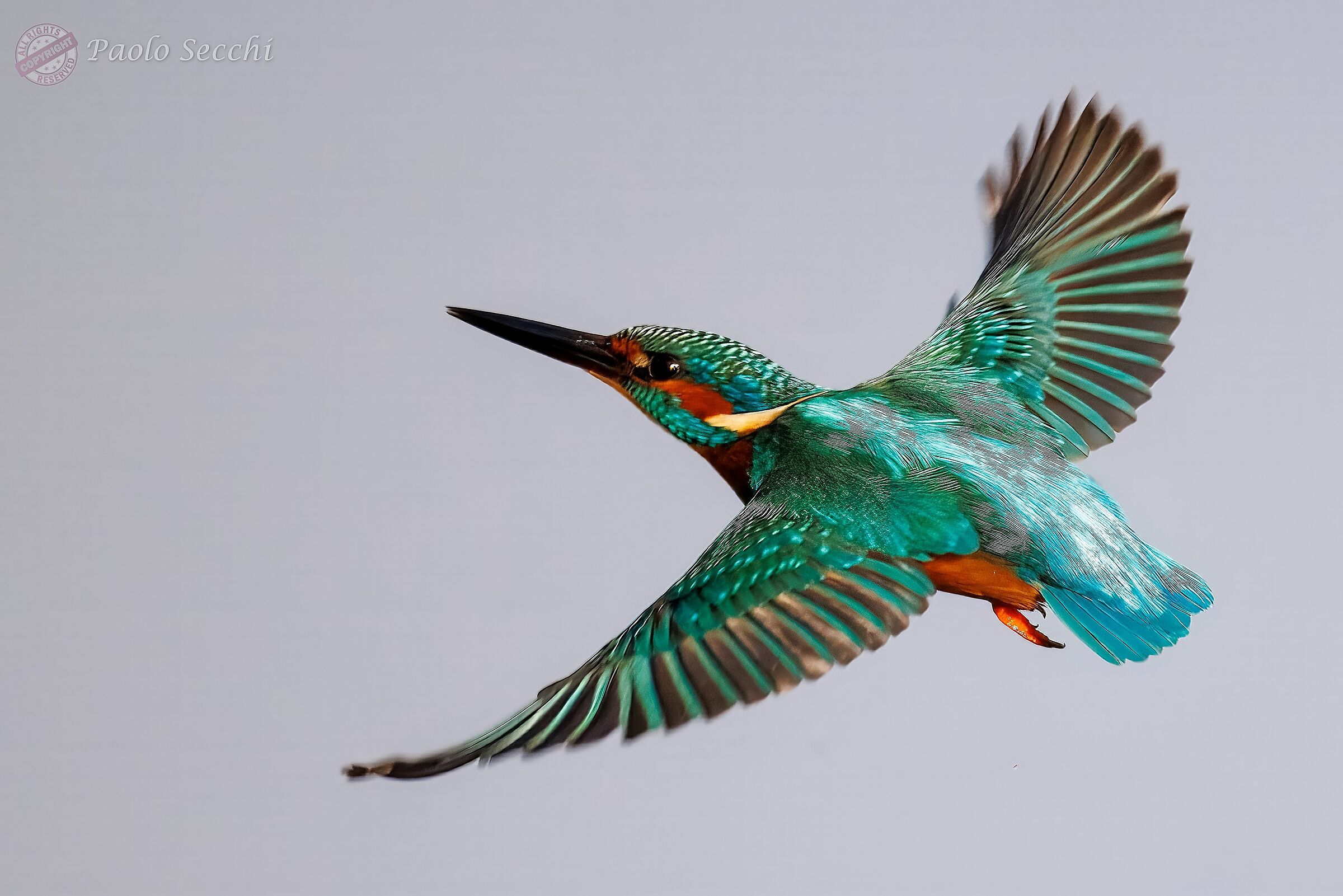 Beauty in flight