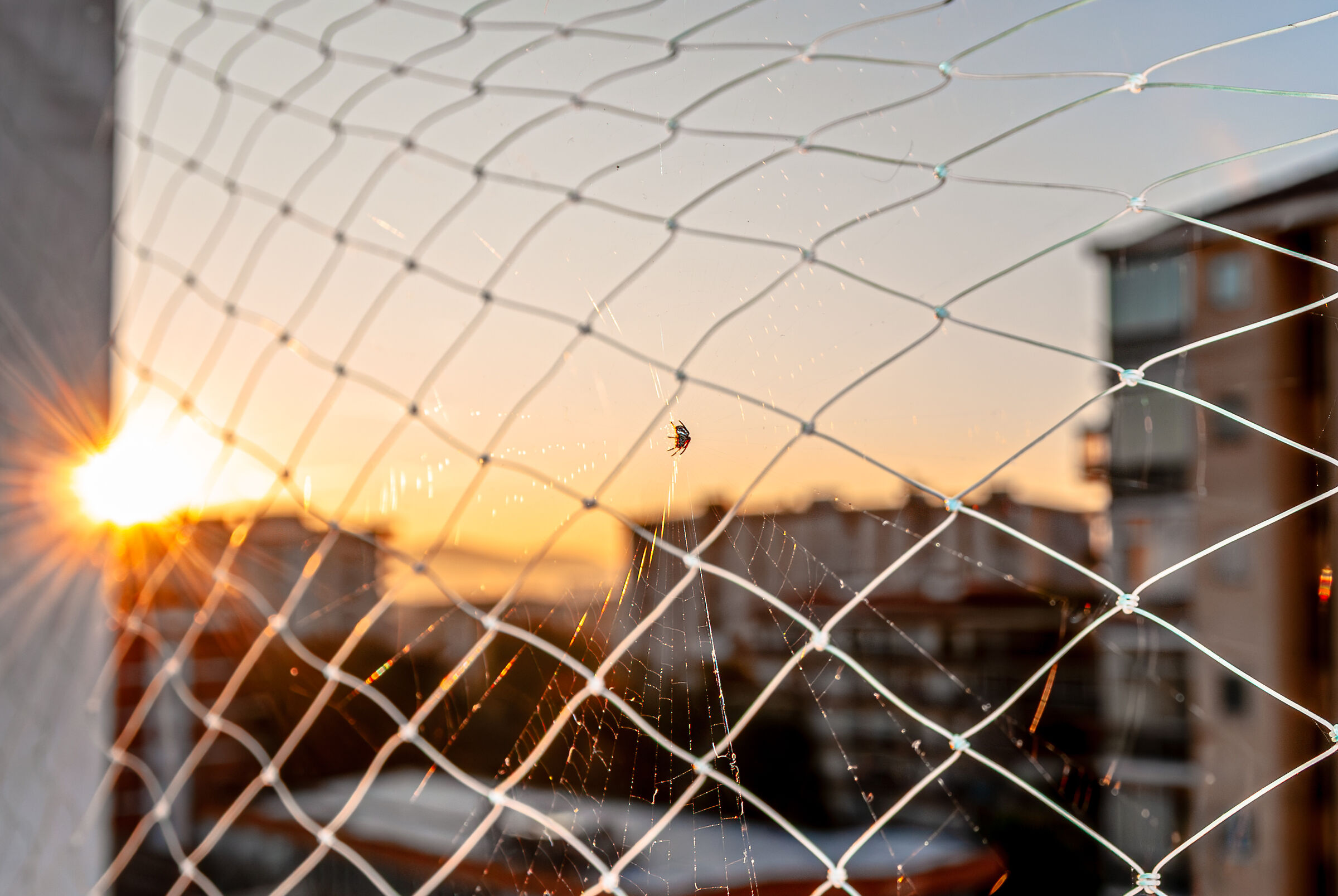 The Weaver of the Dawn