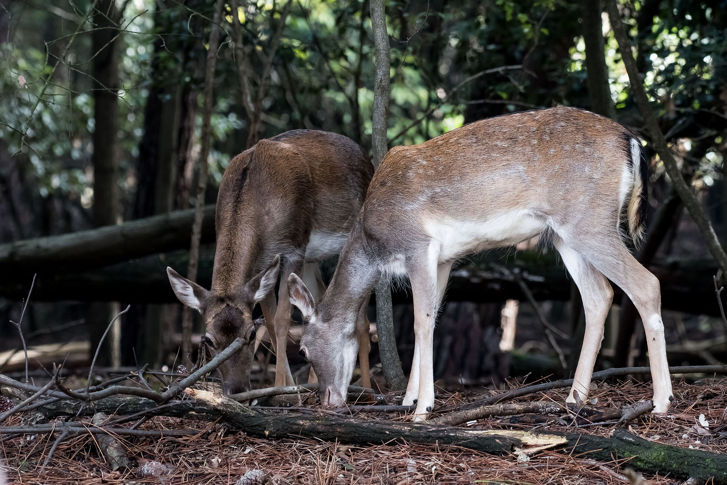 2 fallow deer F