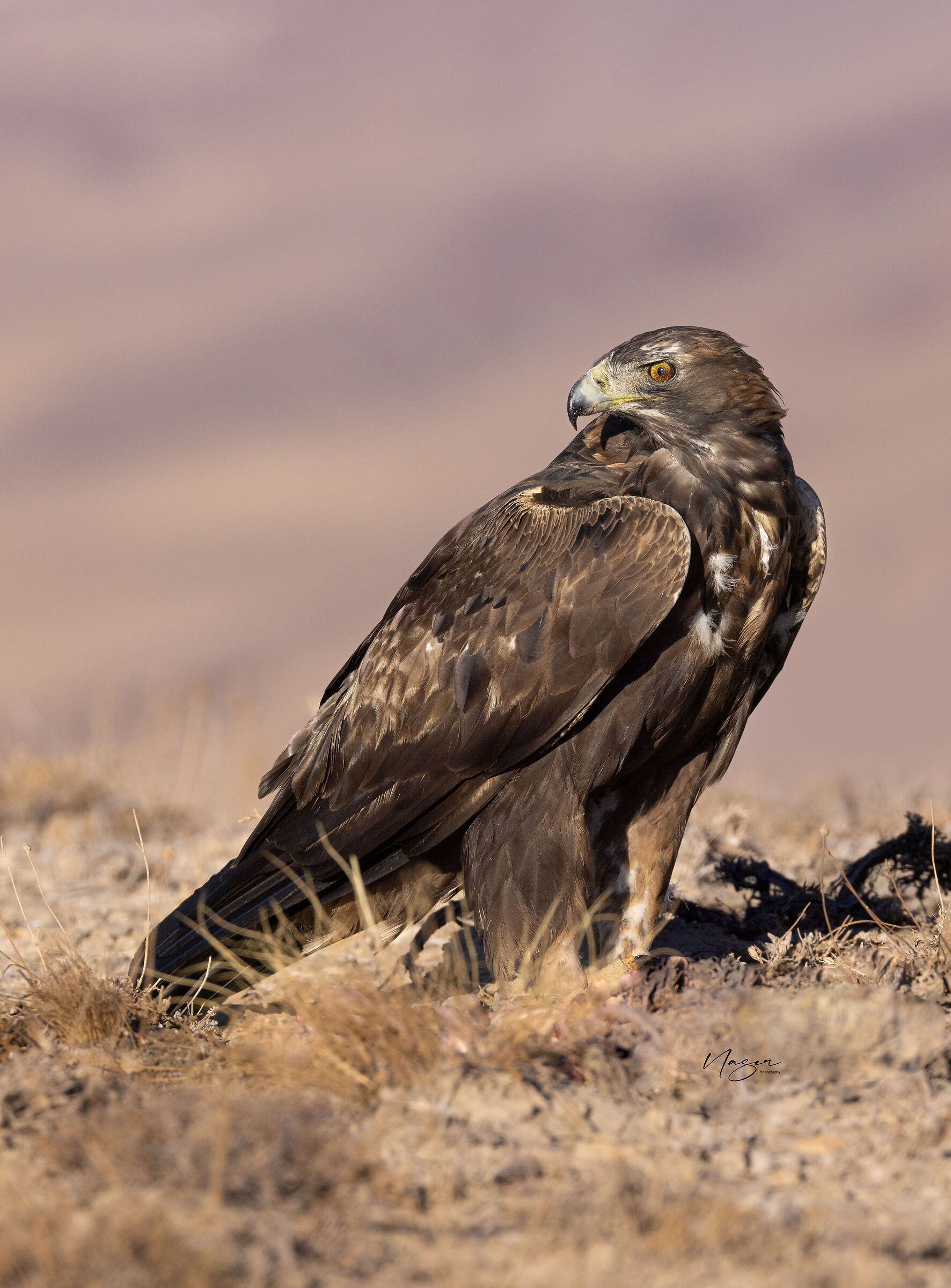 Golden eagle