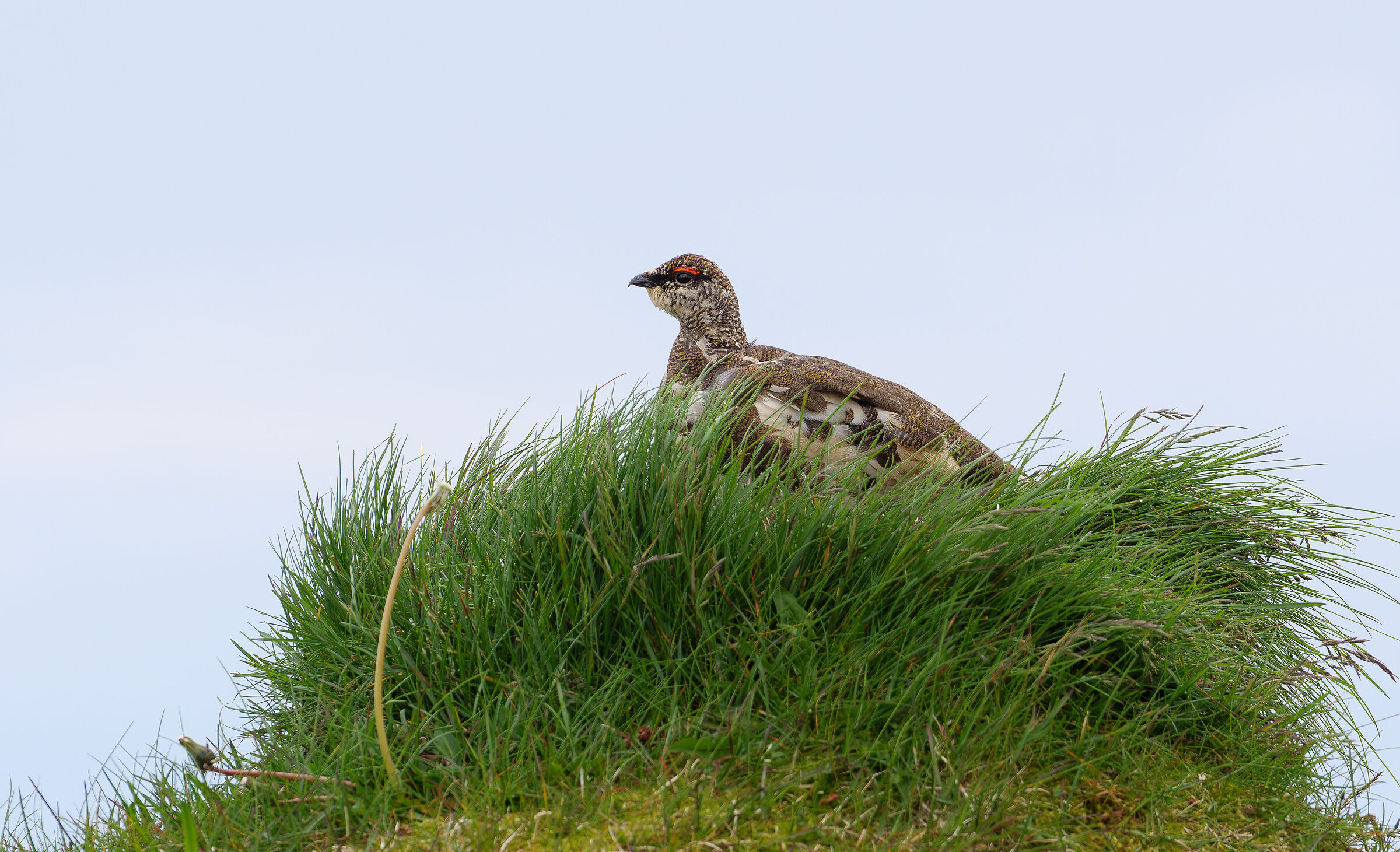 ptarmigan in summer dress.