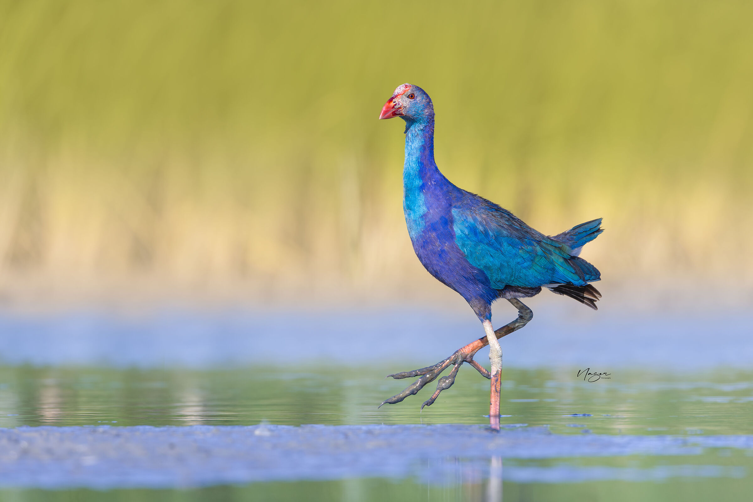 Purple swamphen