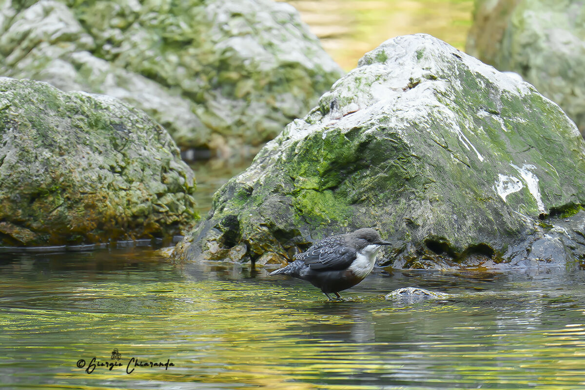 White-throated dipper