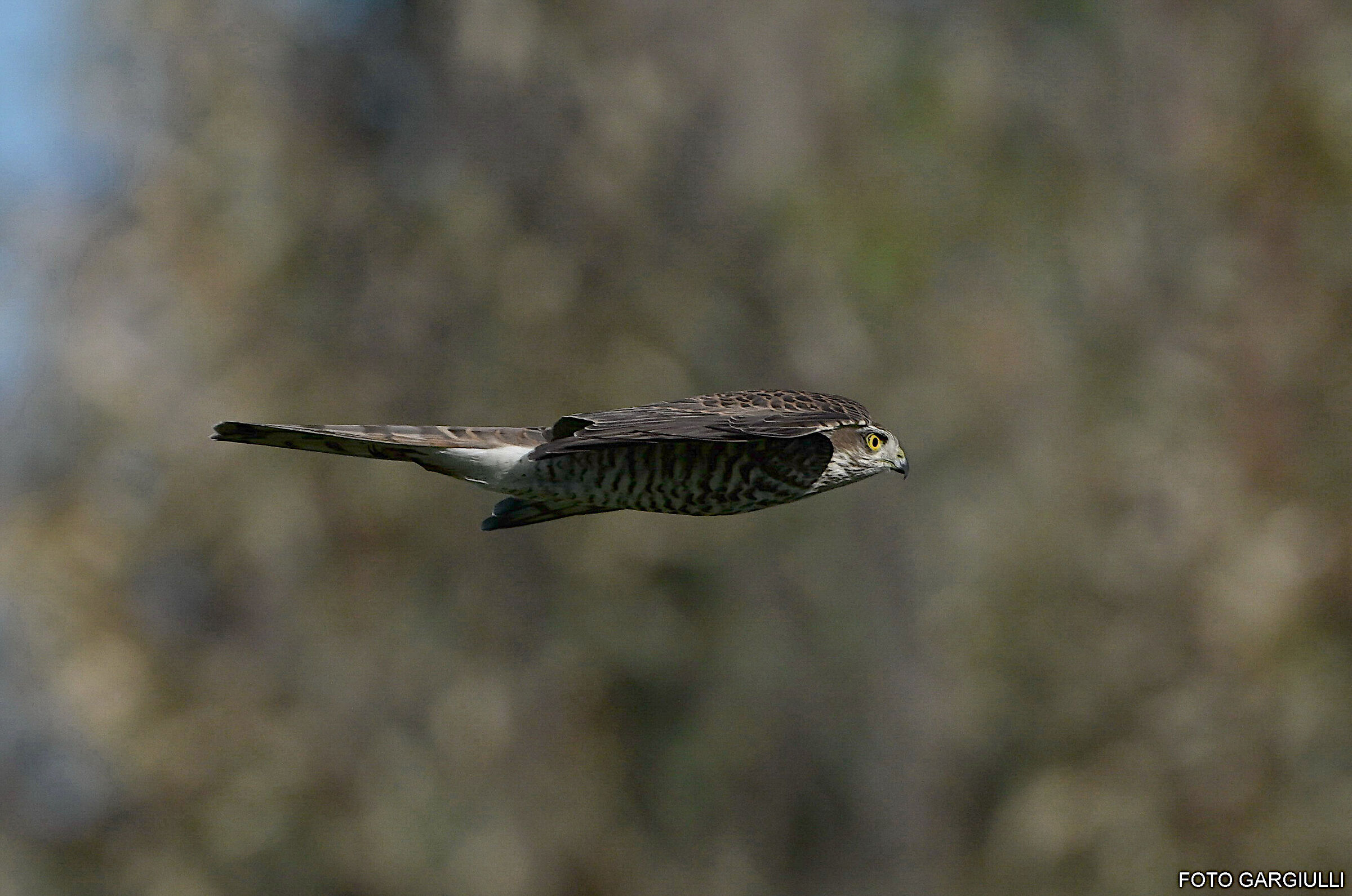 Female sparrowhawk