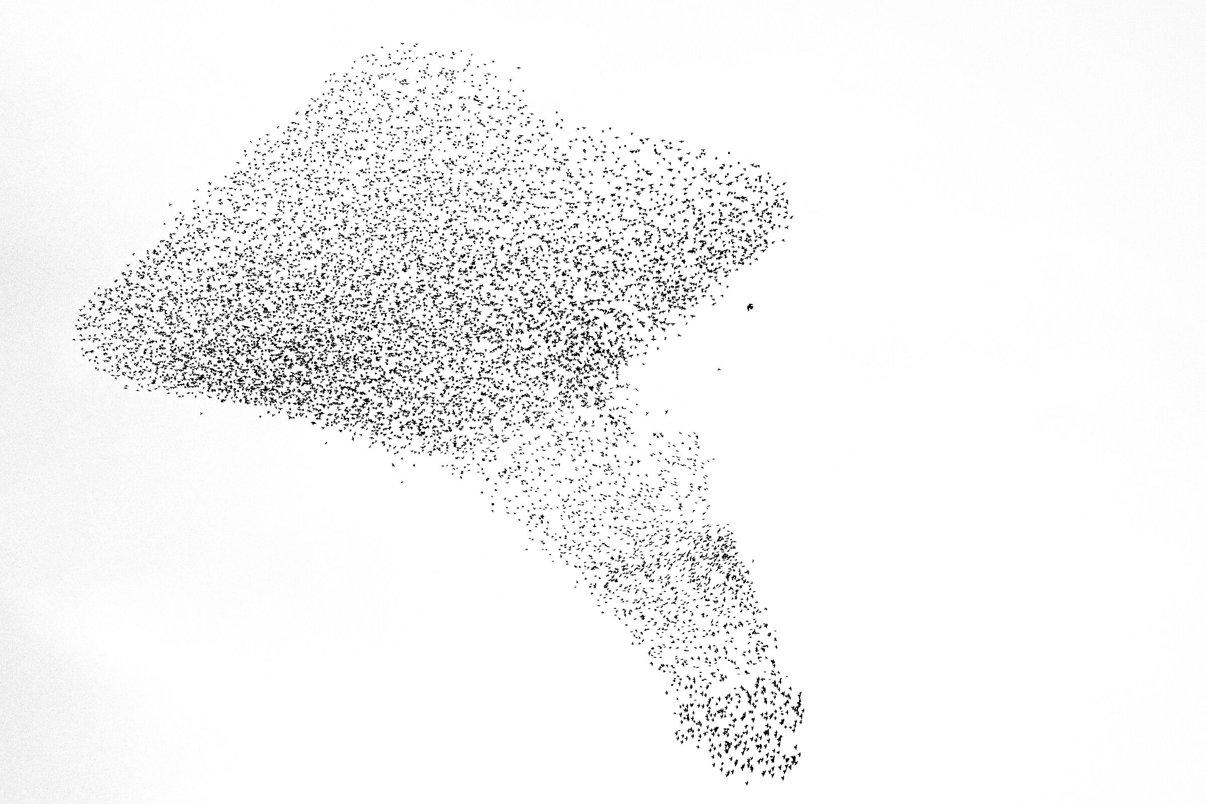 Starling murmuration - 1