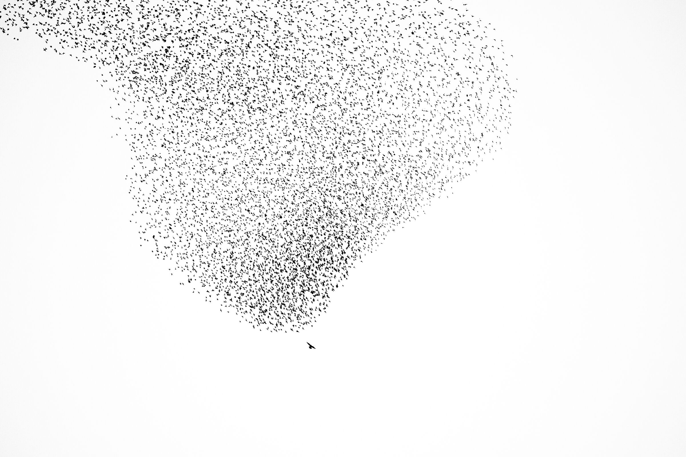 Starling murmuration - 2
