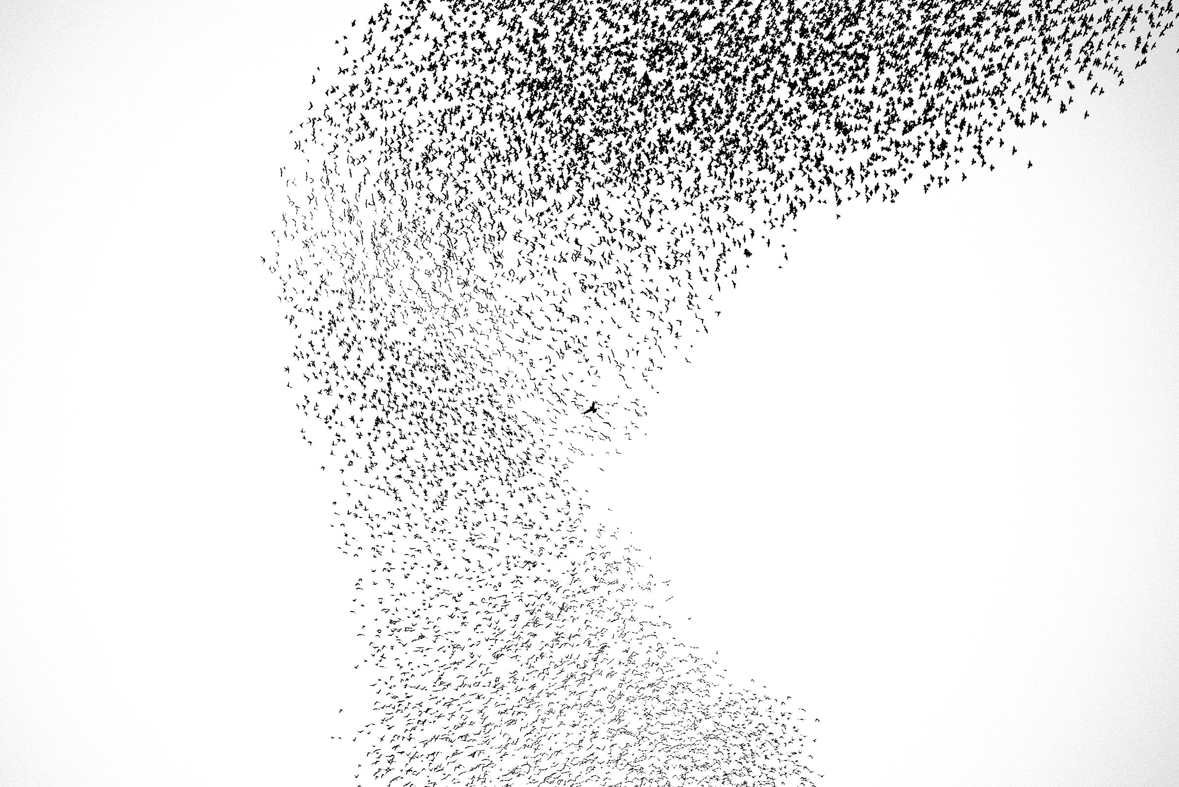 Starling murmuration - 3