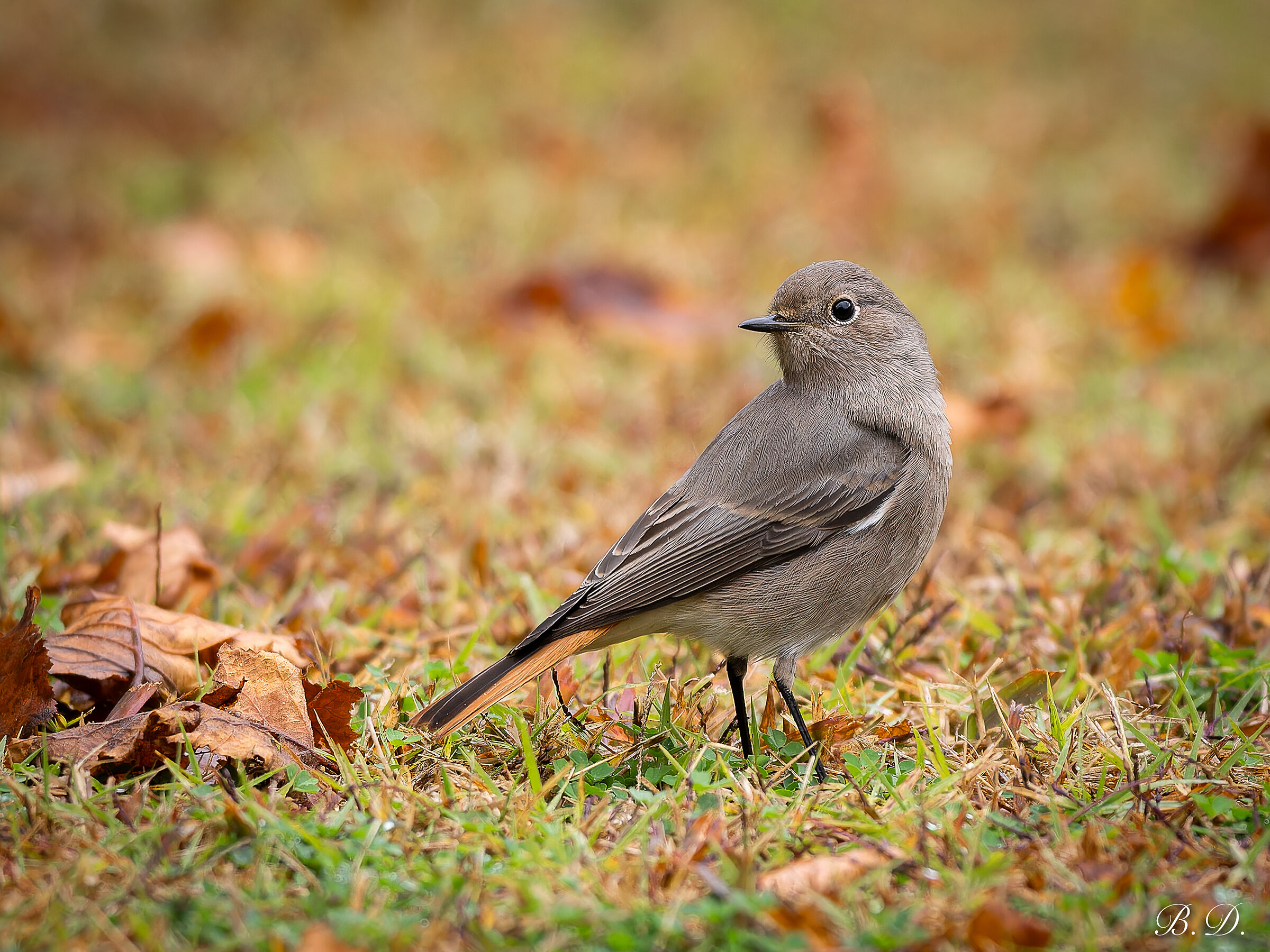 Phoenicurus ochruros