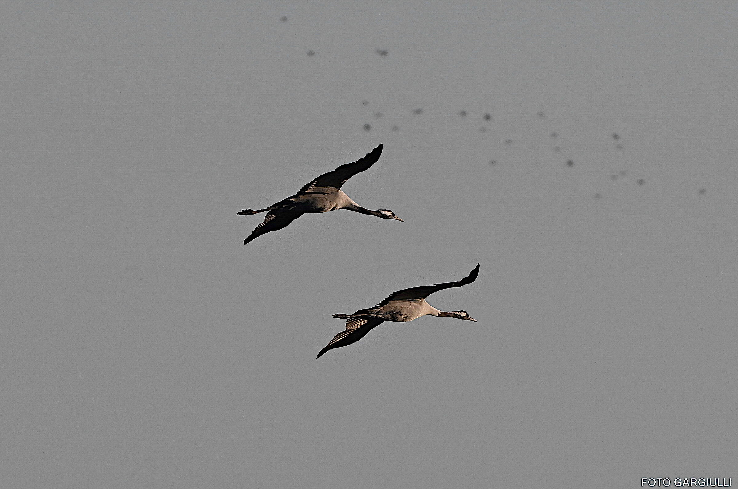 Grey cranes