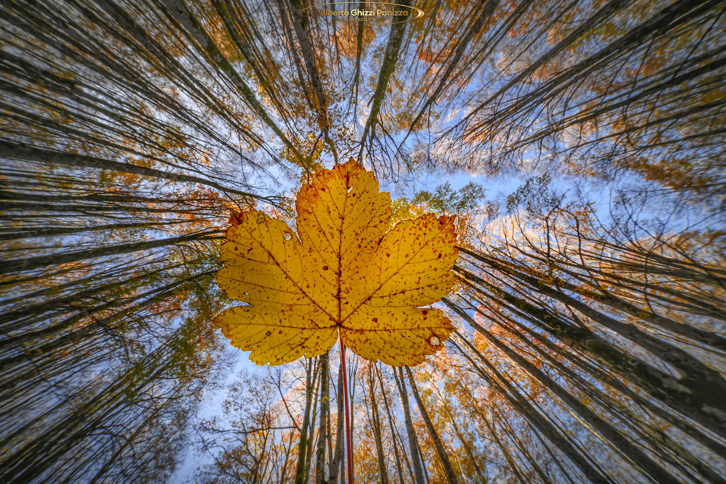 At the center of the foliage