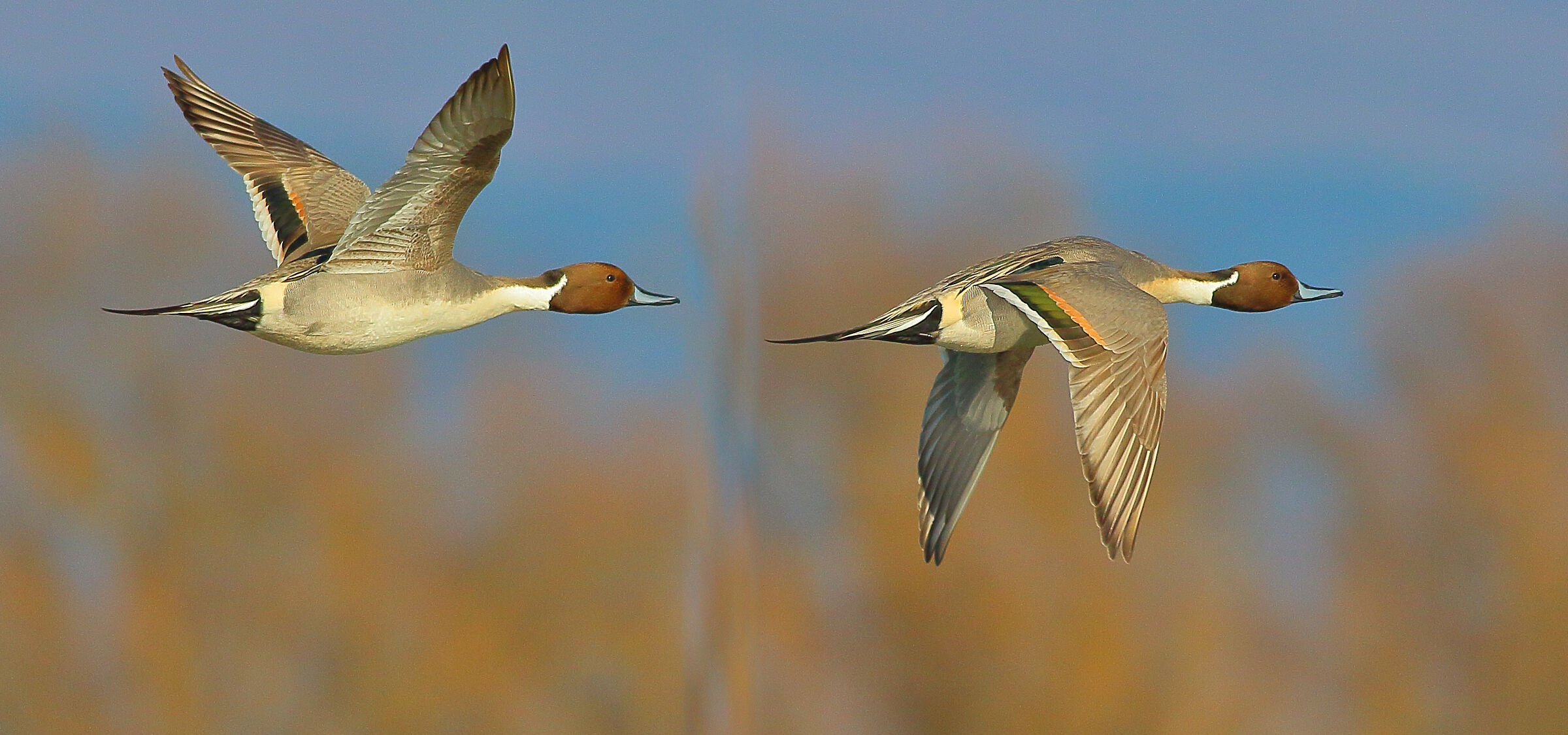 Ánade Rabudo, Anas Acuta