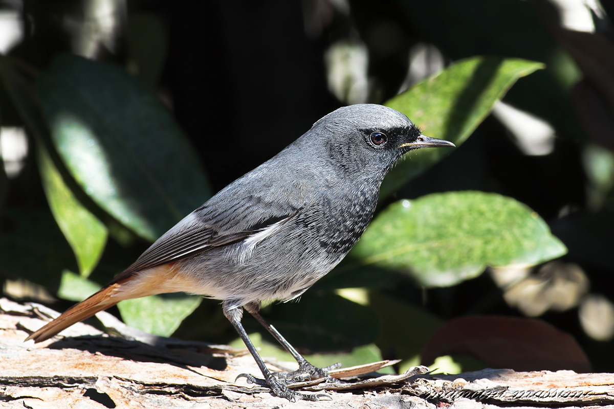 Chimney Sweep Redstart (M)