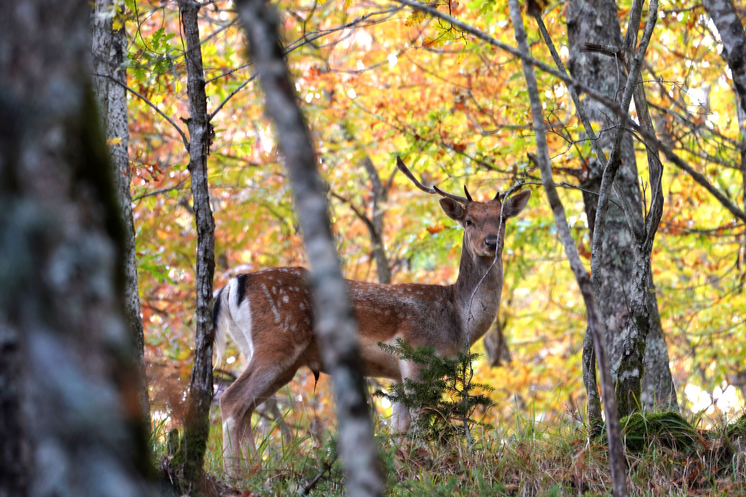 ... young fallow deer