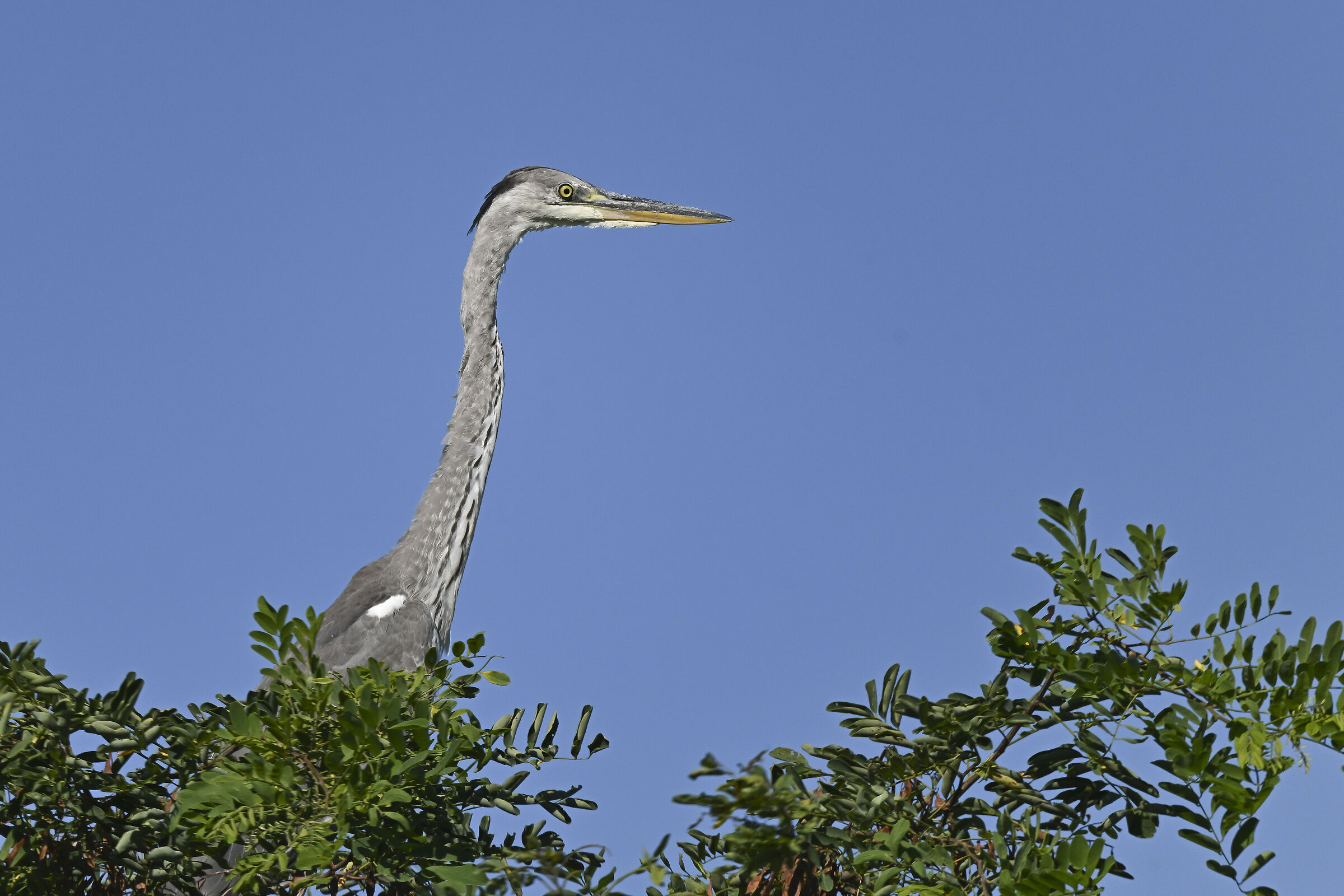 On lookout on the gaggìa