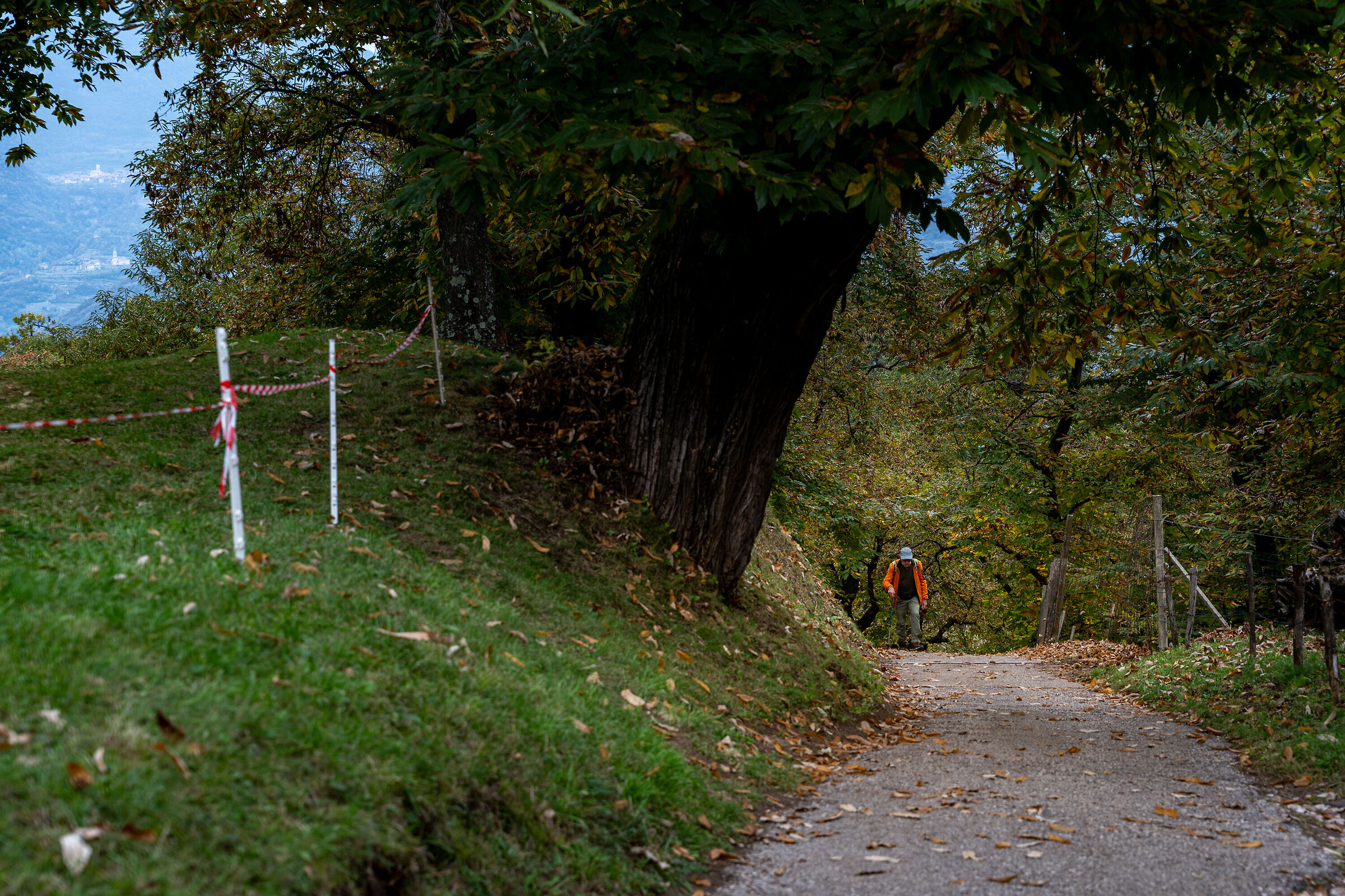 Castione and chestnuts