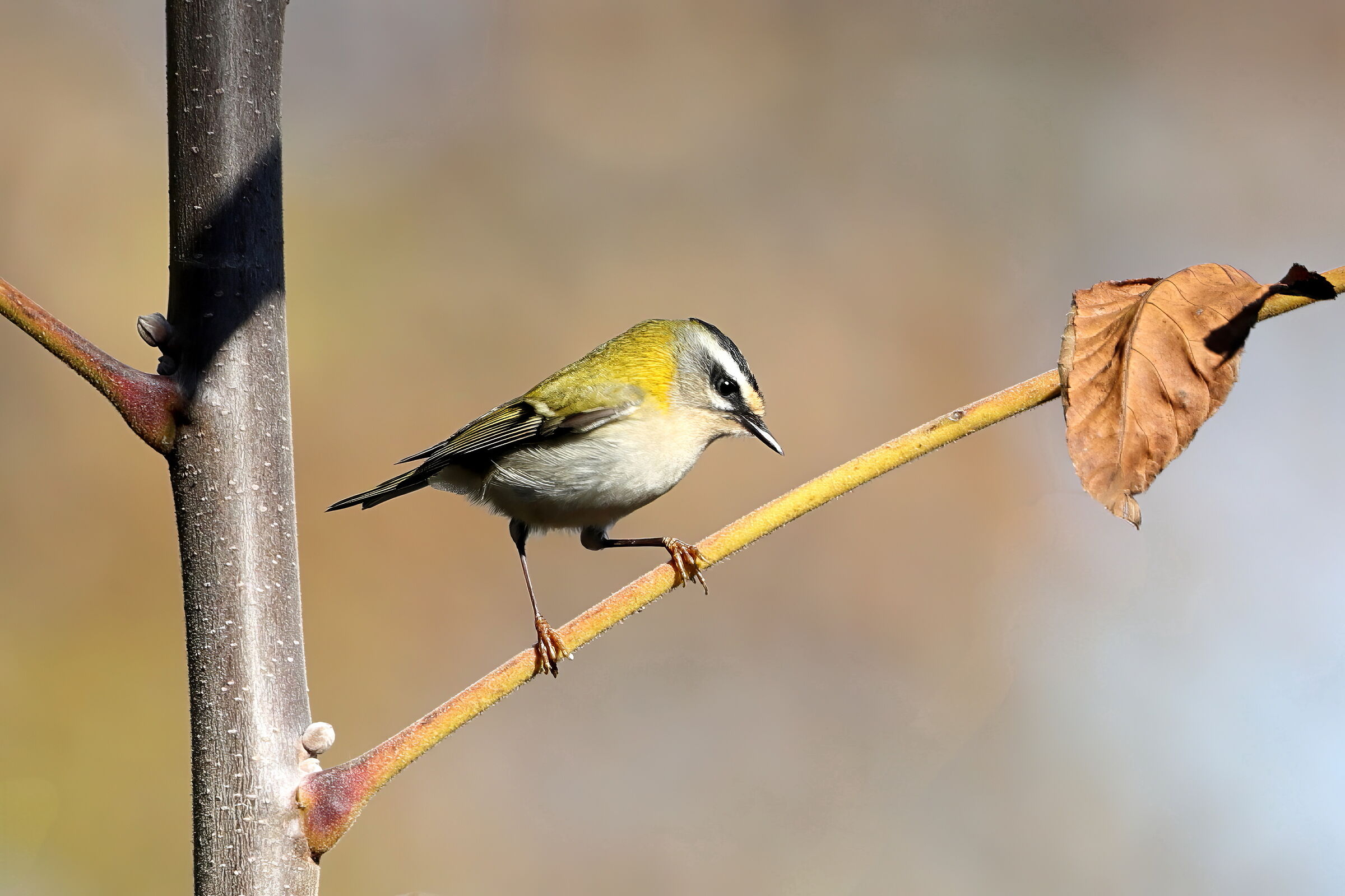 Firecrest