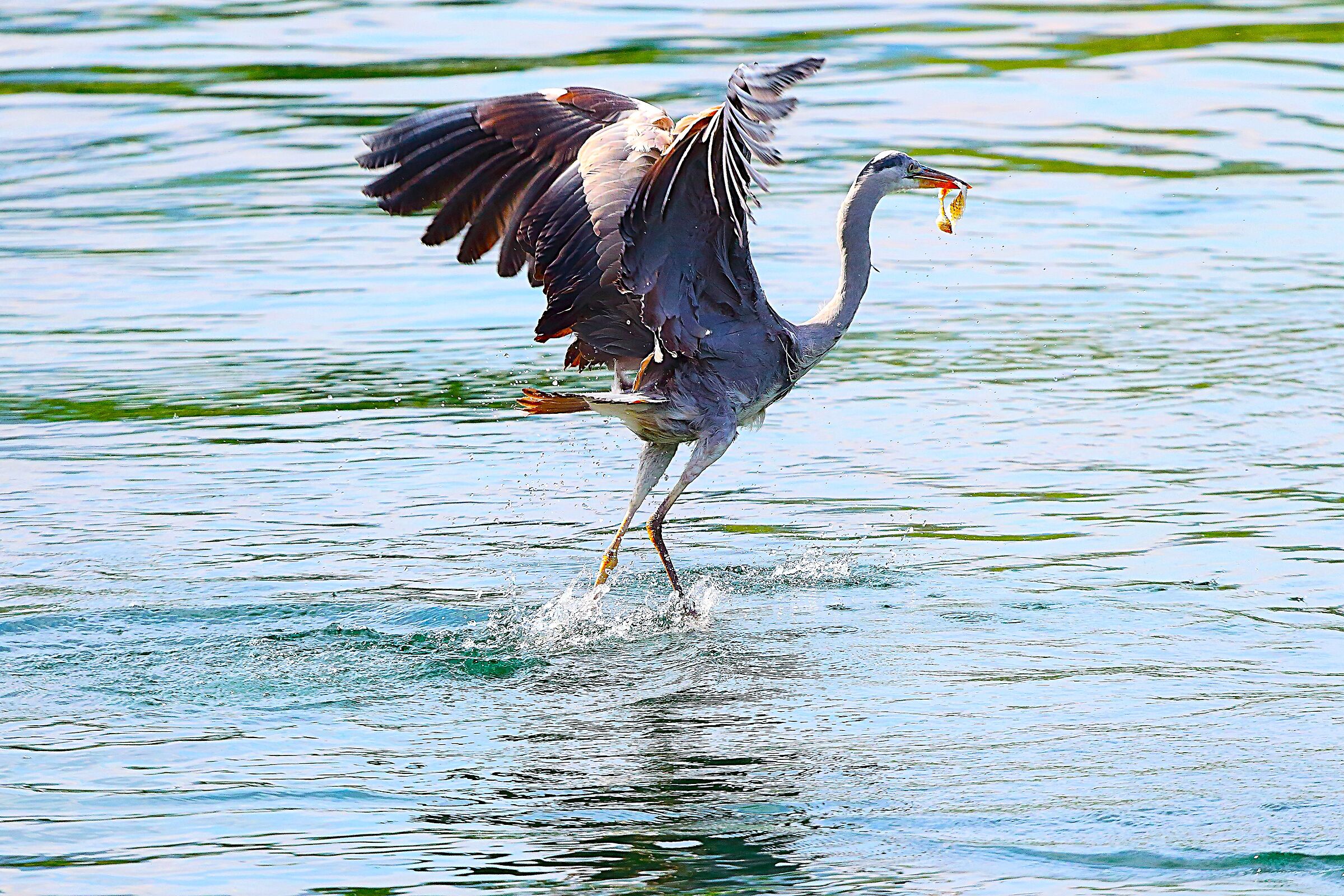 Cenerino 21 maggio 2025 - 9999_46