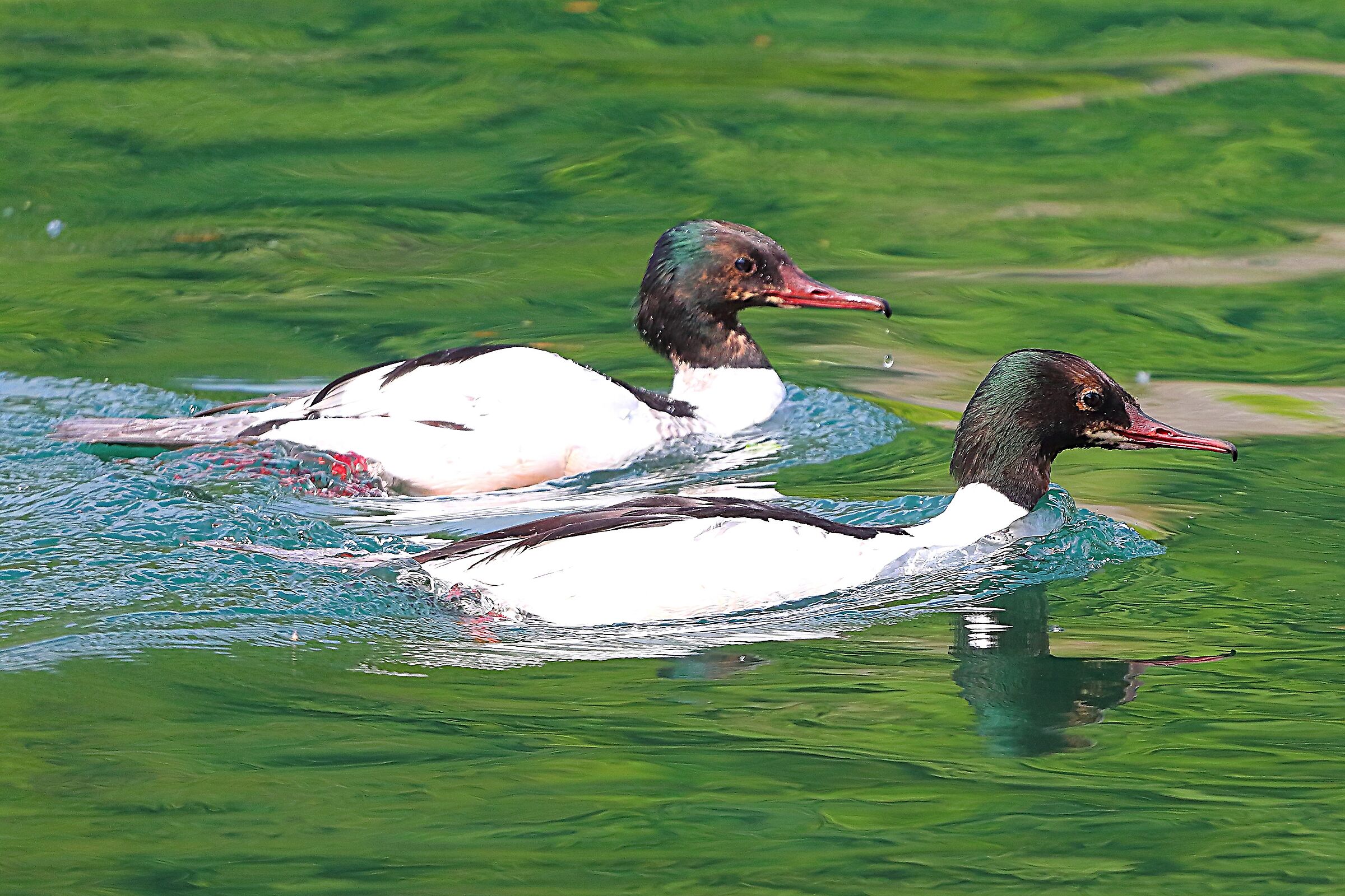 Smerghi M J 21 maggio 2025 - 9999_57