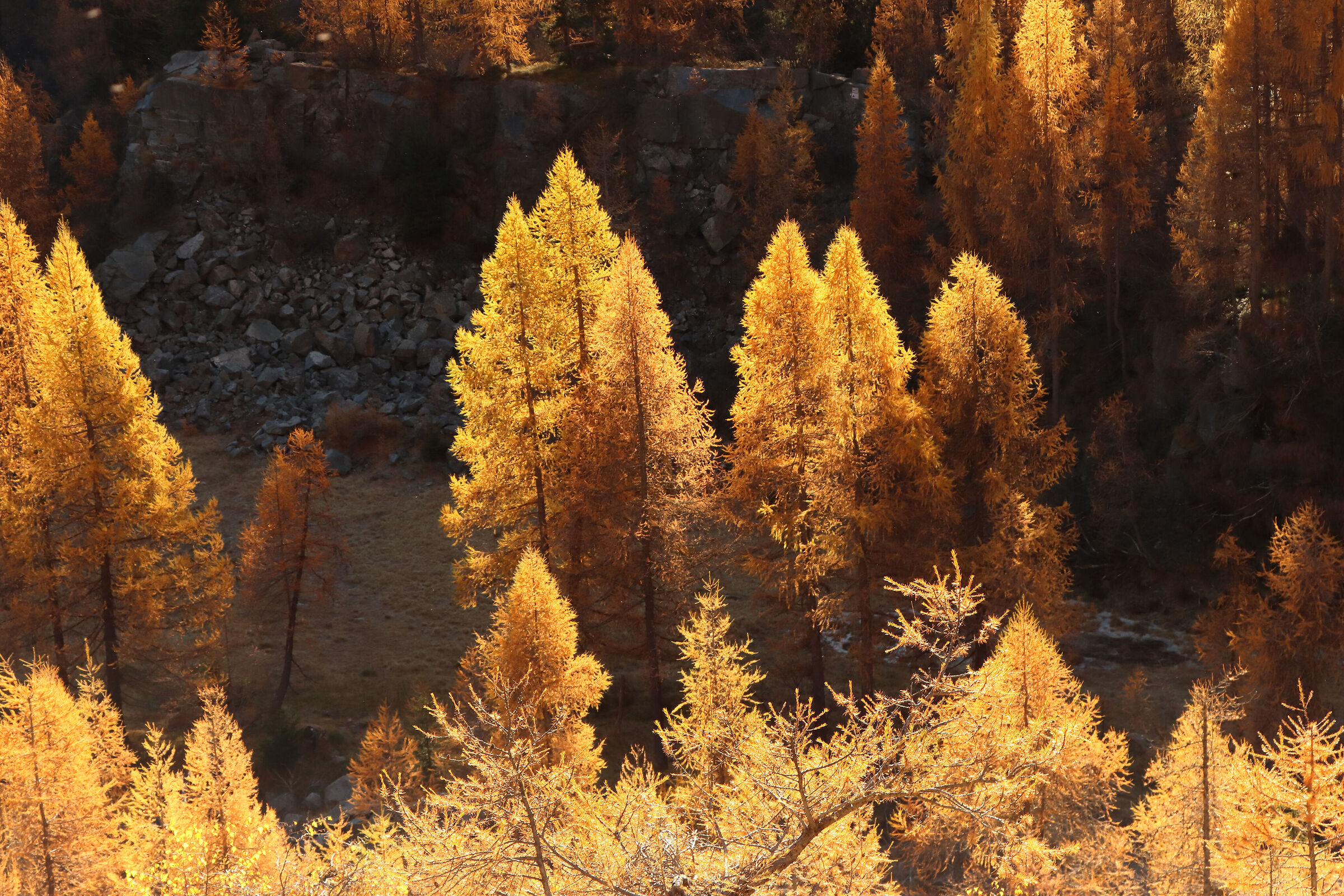 l'oro dei larici