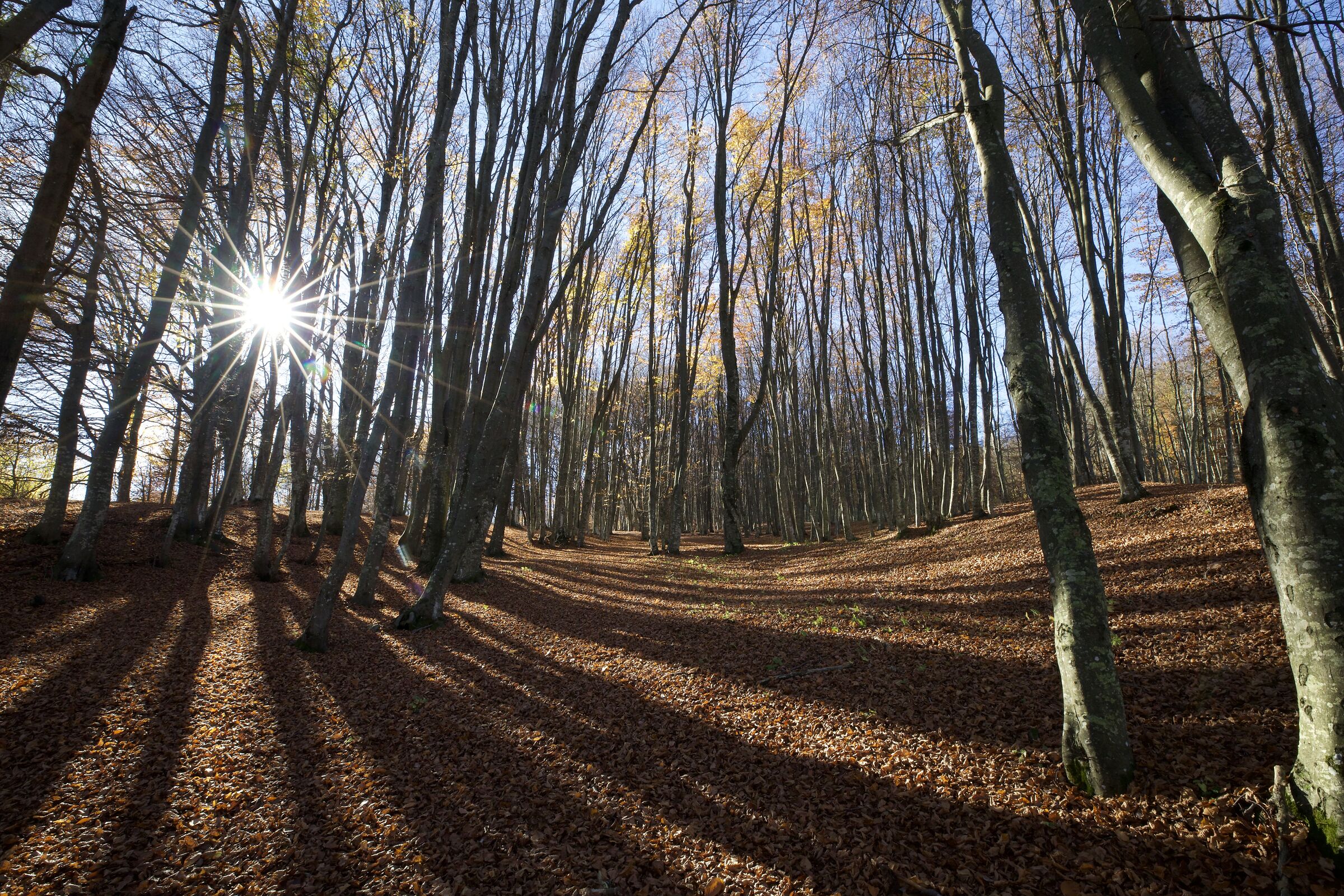Nestled in the autumn beech forest