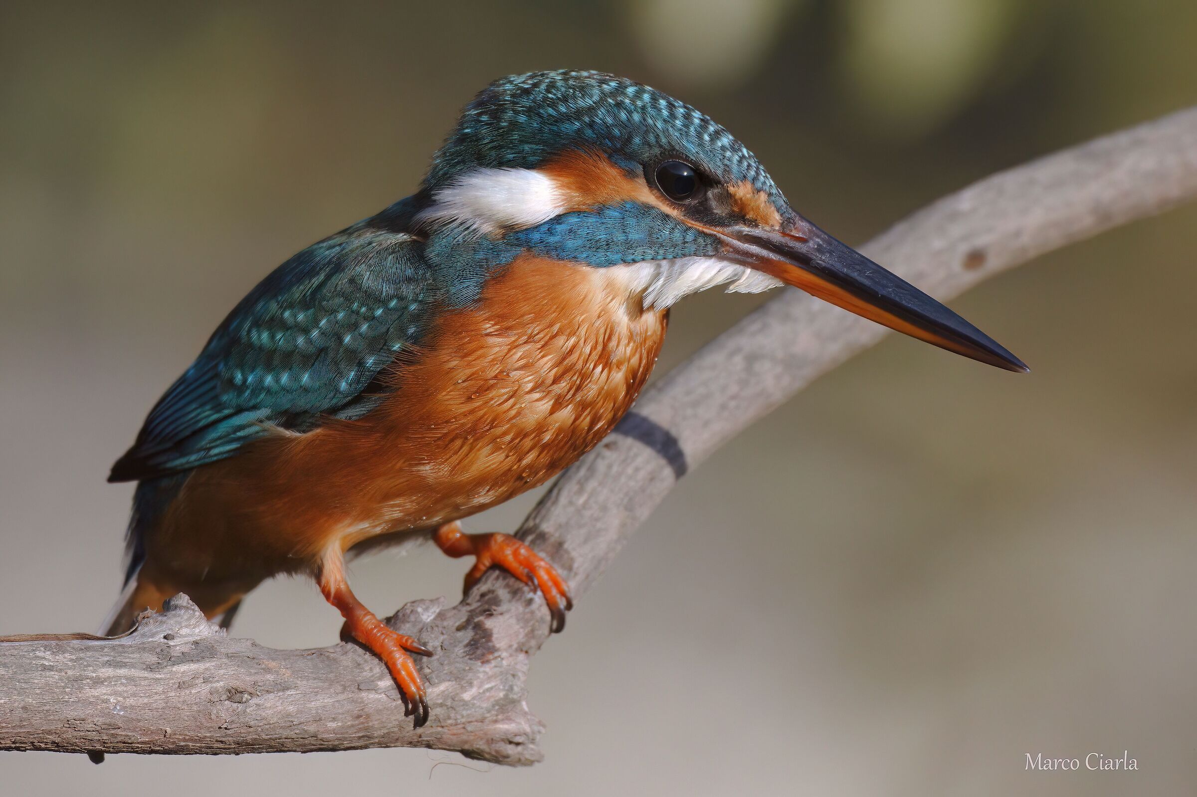Martin pescatore  (Alcedo atthis )